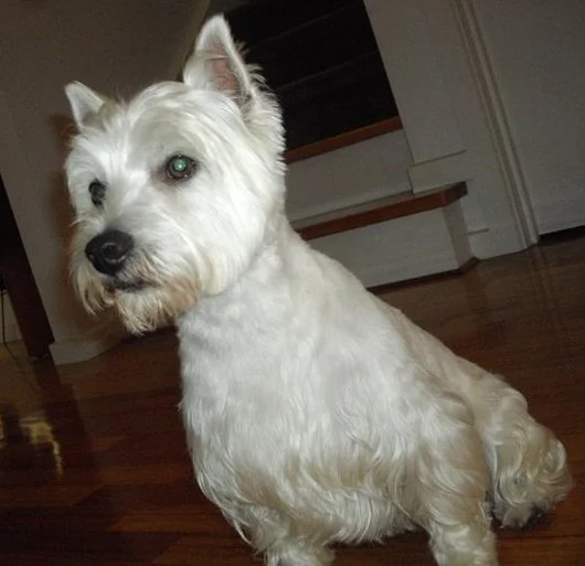 Lily, a two-year-old West Highland Terrier, sitting indoors at home in 2011.