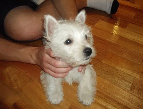 Lily, a young West Highland Terrier puppy, lying down while being held at home in 2009.