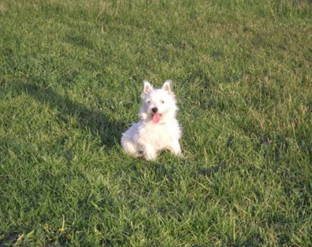 Lily as a puppy in 2009, photographed at a park — the real dog behind LilyBux, born the same day Bitcoin began.