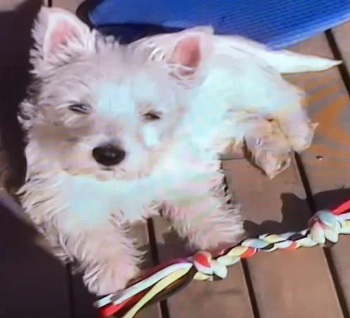 Lily, a young West Highland Terrier puppy, lying beside a rope toy in early 2009.