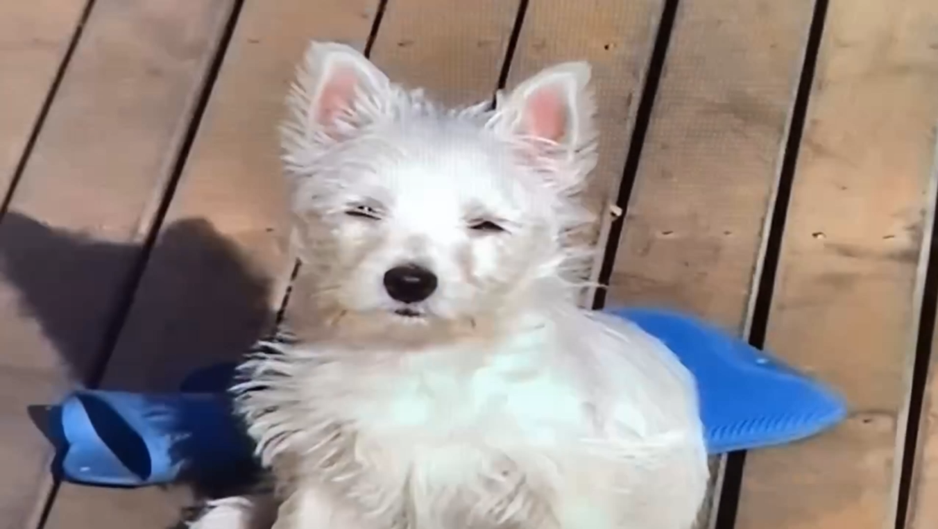 Lily, the West Highland Terrier behind LilyBux, as a puppy in March 2009.