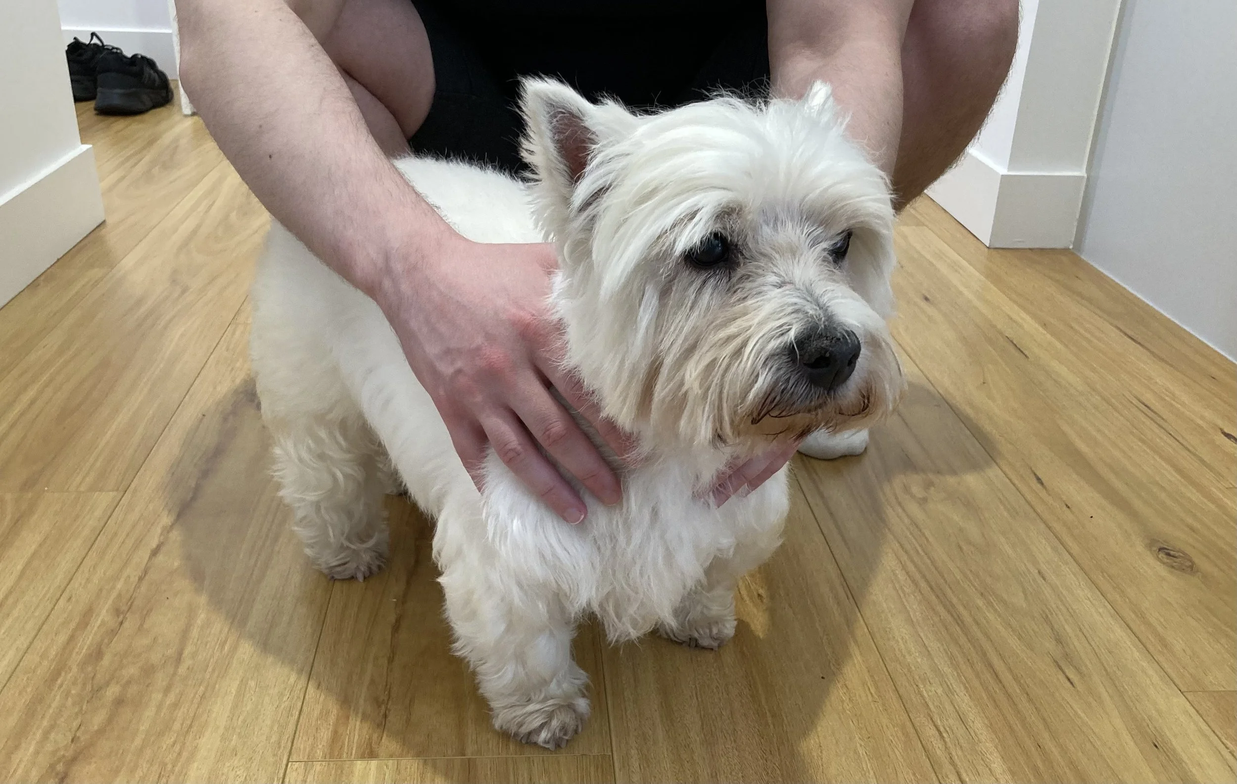 Lily indoors in 2026 with her owner, showing the same real dog featured in LilyBux, photographed as part of its identity verification.