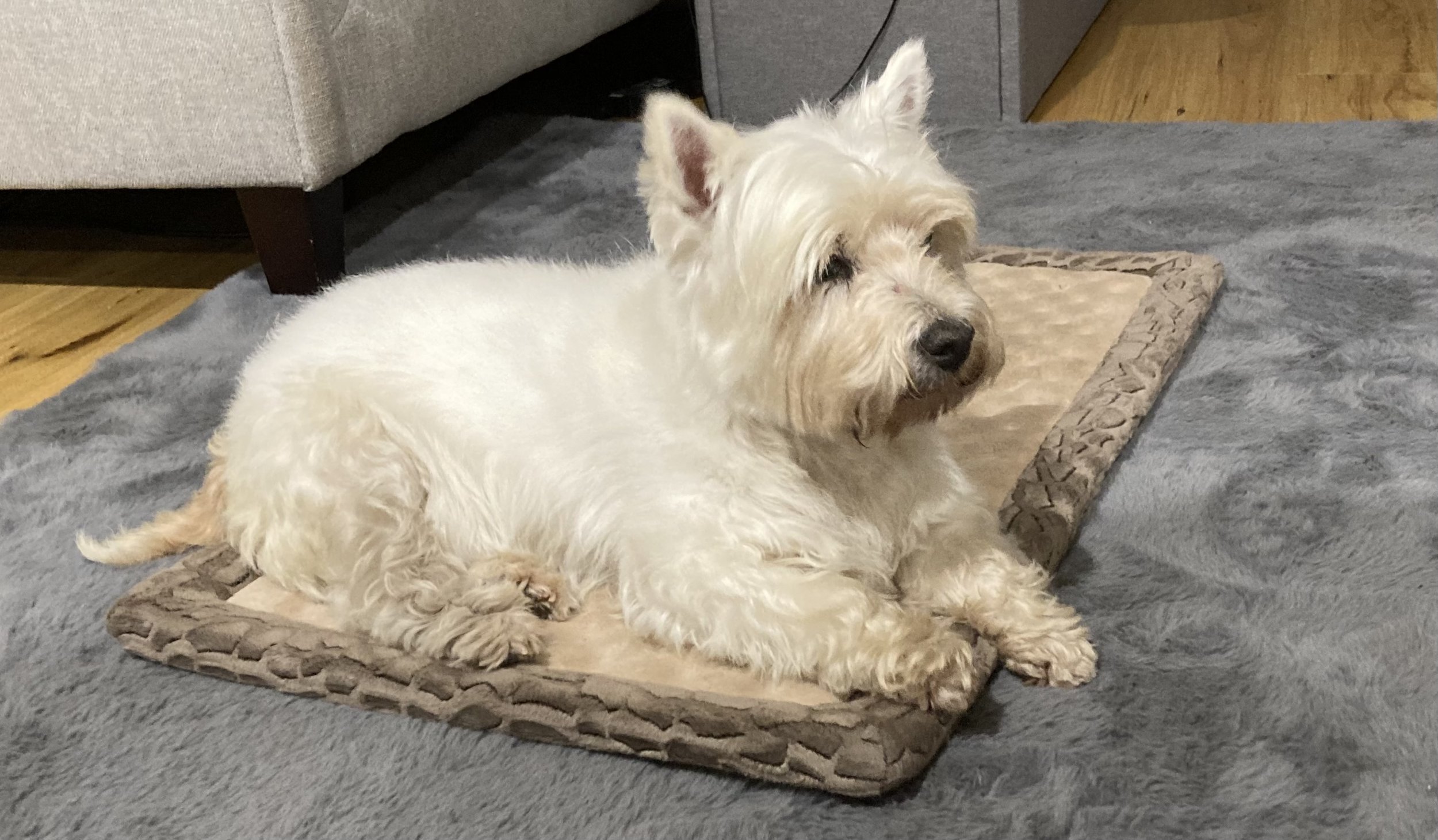 Lily indoors in 2026 at home — the real dog behind LilyBux, shown as part of the project’s long-term verification.