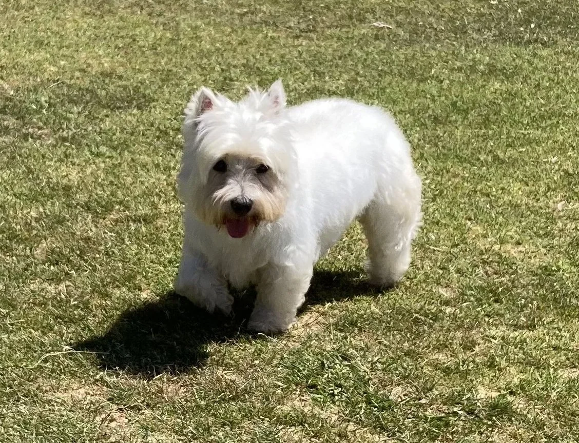 Lily in 2026 at the park, 17 years later — the same real dog behind LilyBux, photographed for the project's verification.