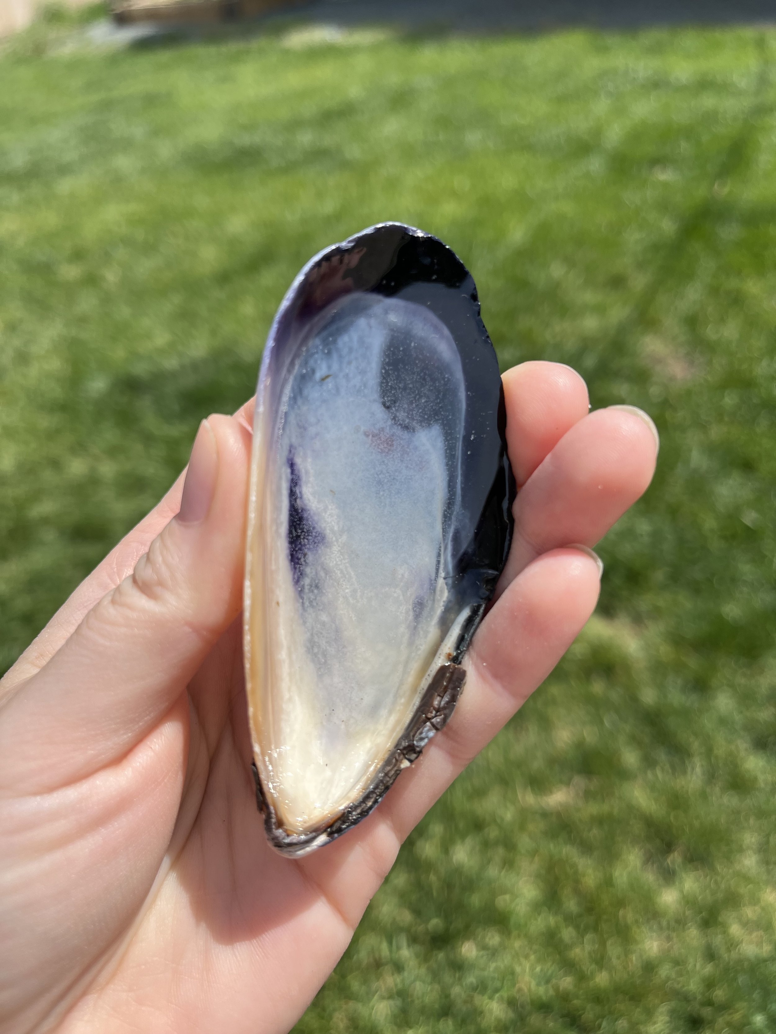 Sea Witch Resin Shell — Naked Tide