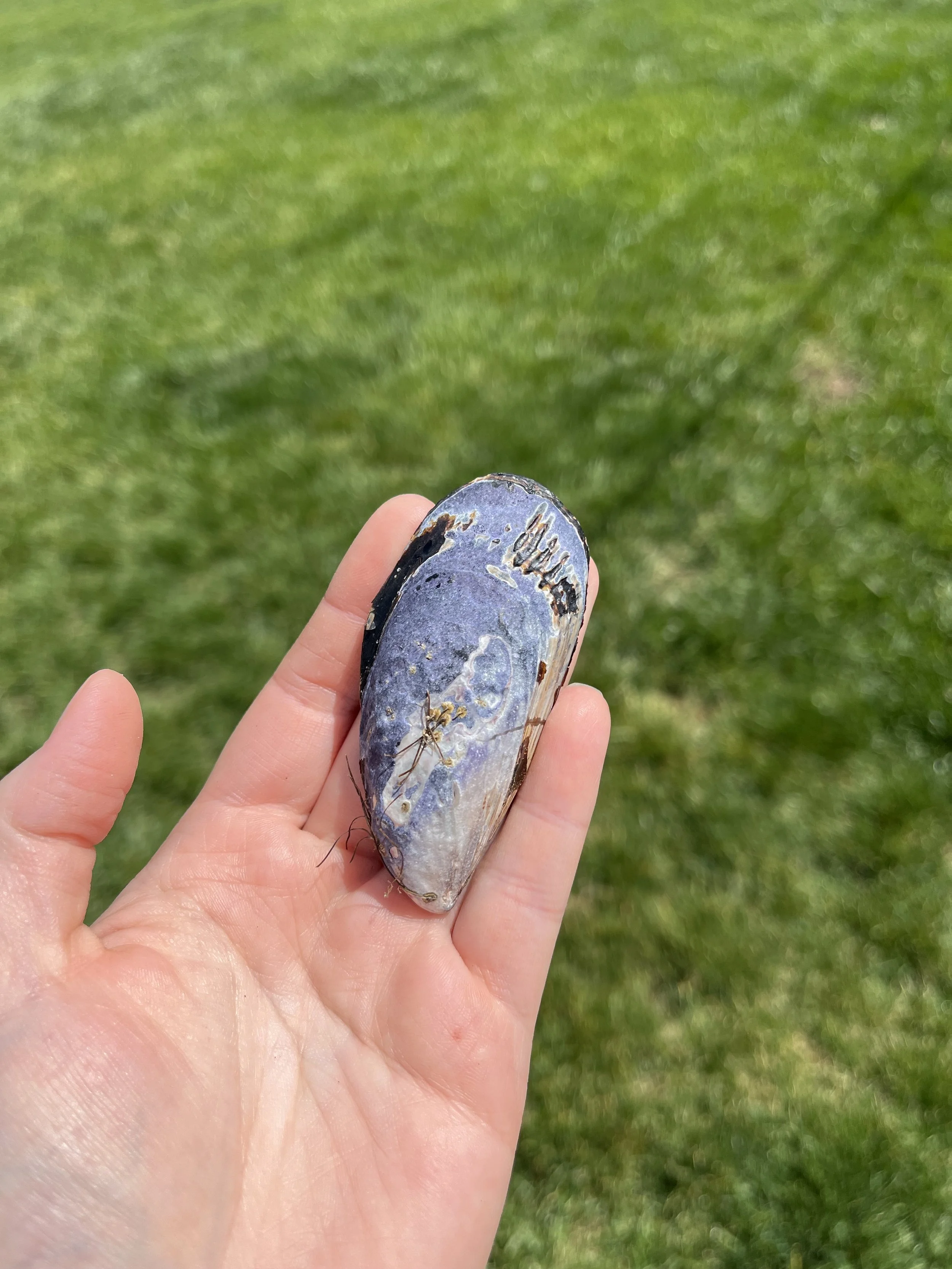 Moonstone Small Shell (2).jpeg