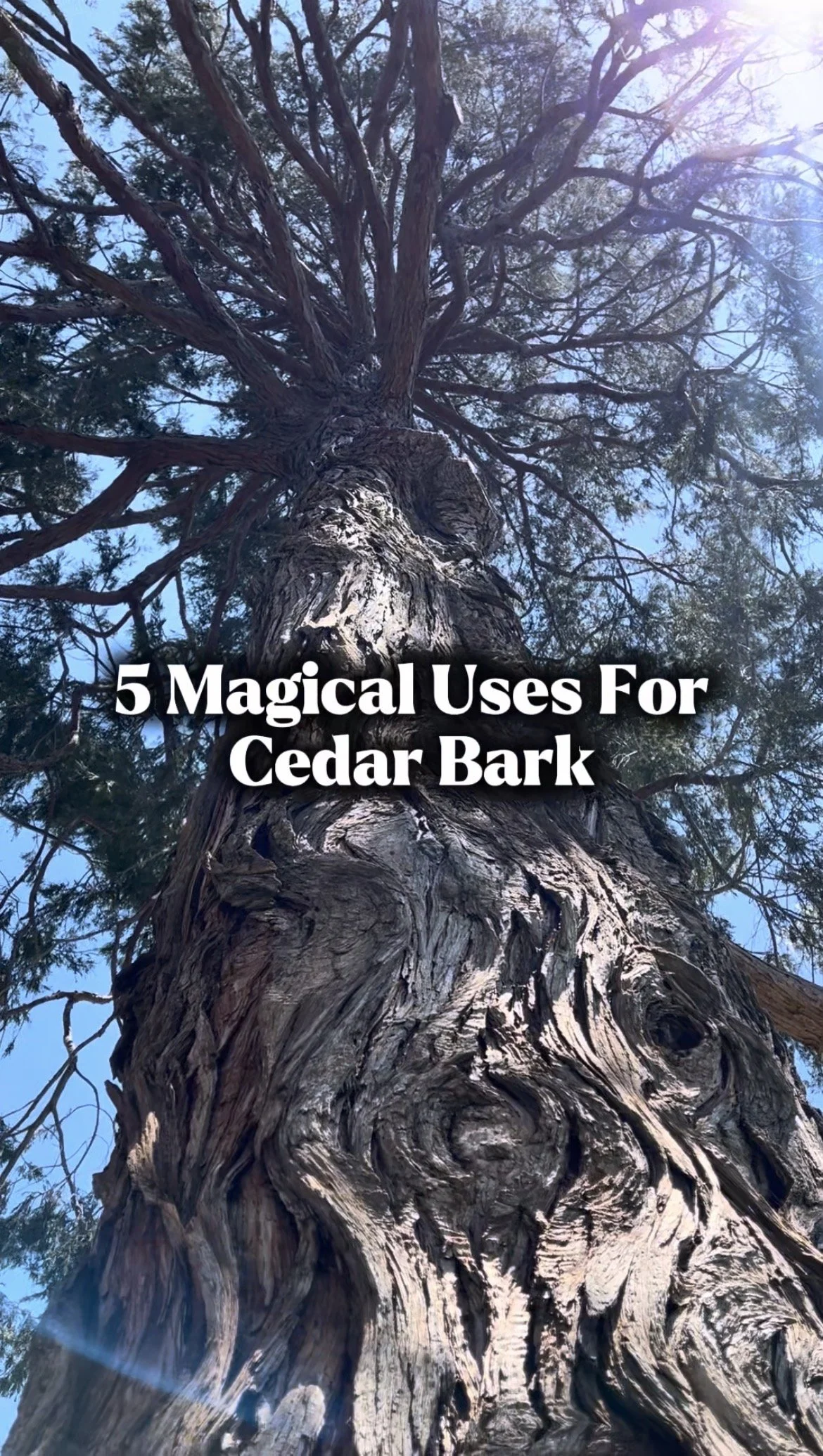 5 Magical Uses For Cedar Bark