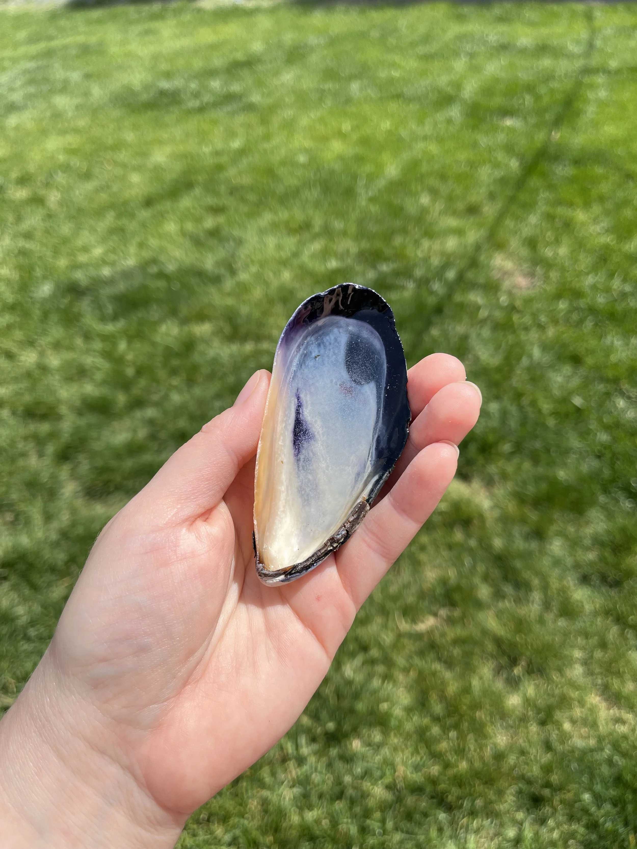 Resin Small Shell (3).jpeg