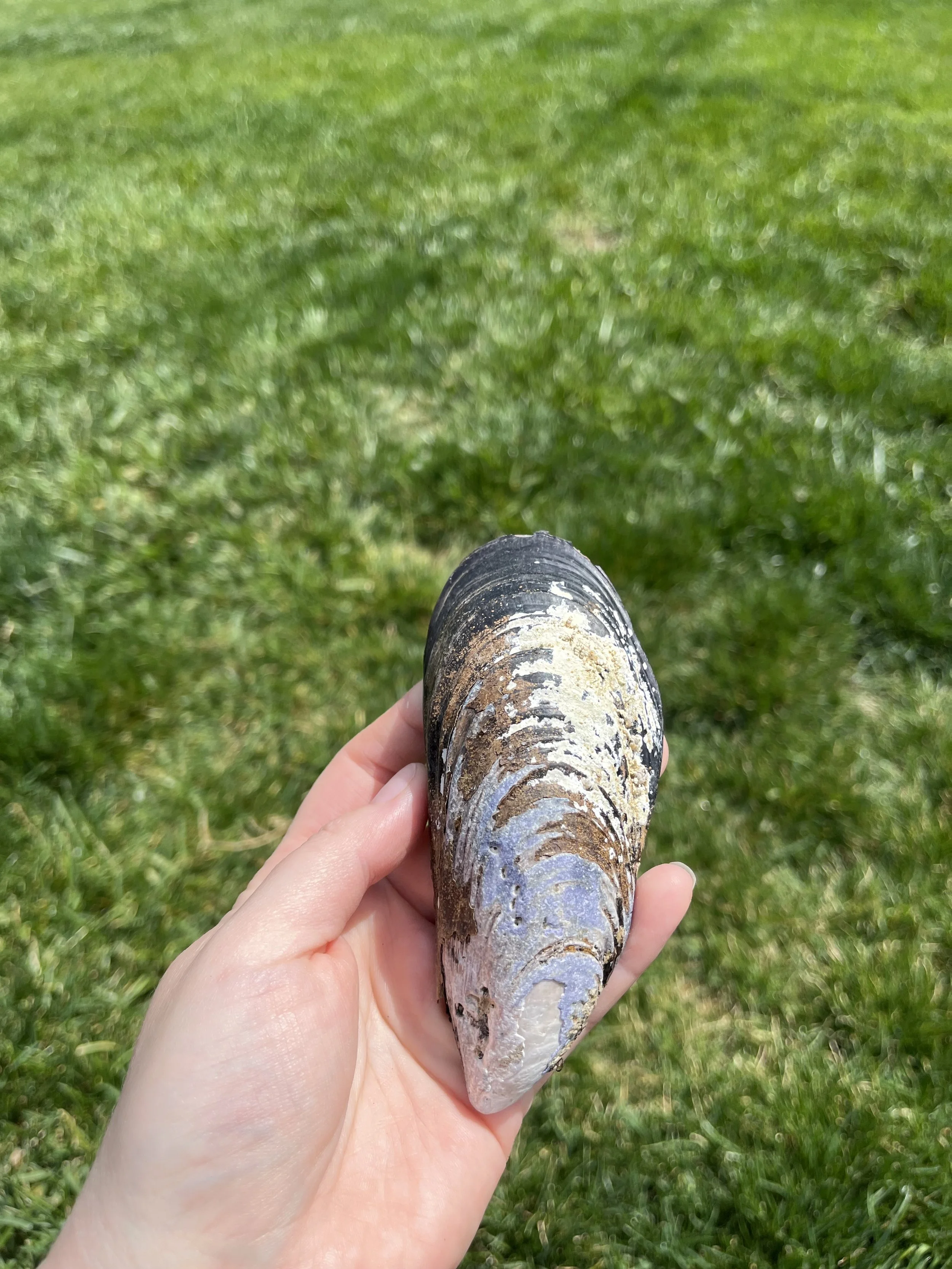 Sea Witch Crystal Shell Large — Moonstone — Spellbound Spices