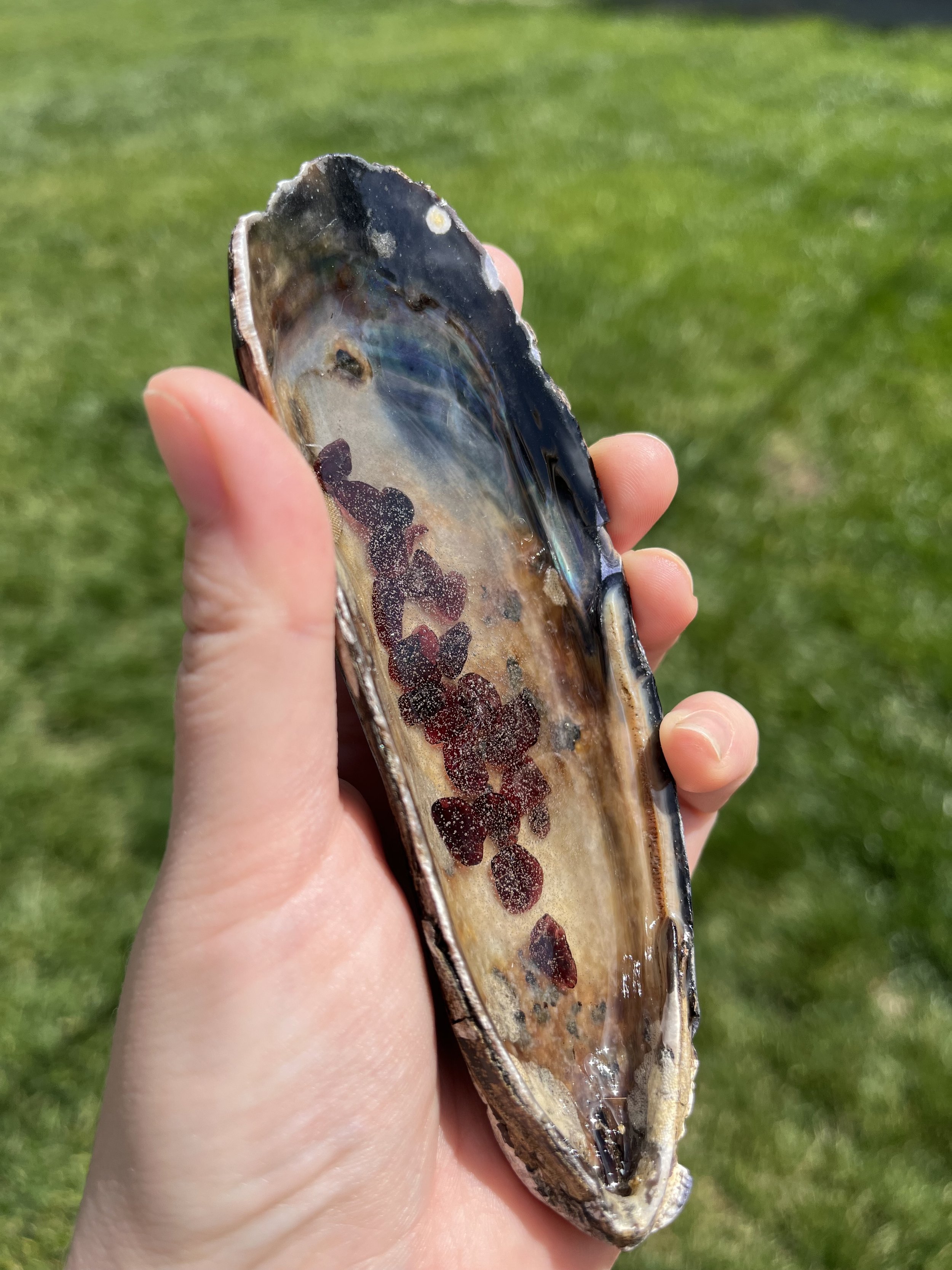 Garnet Large Shell (1).jpeg