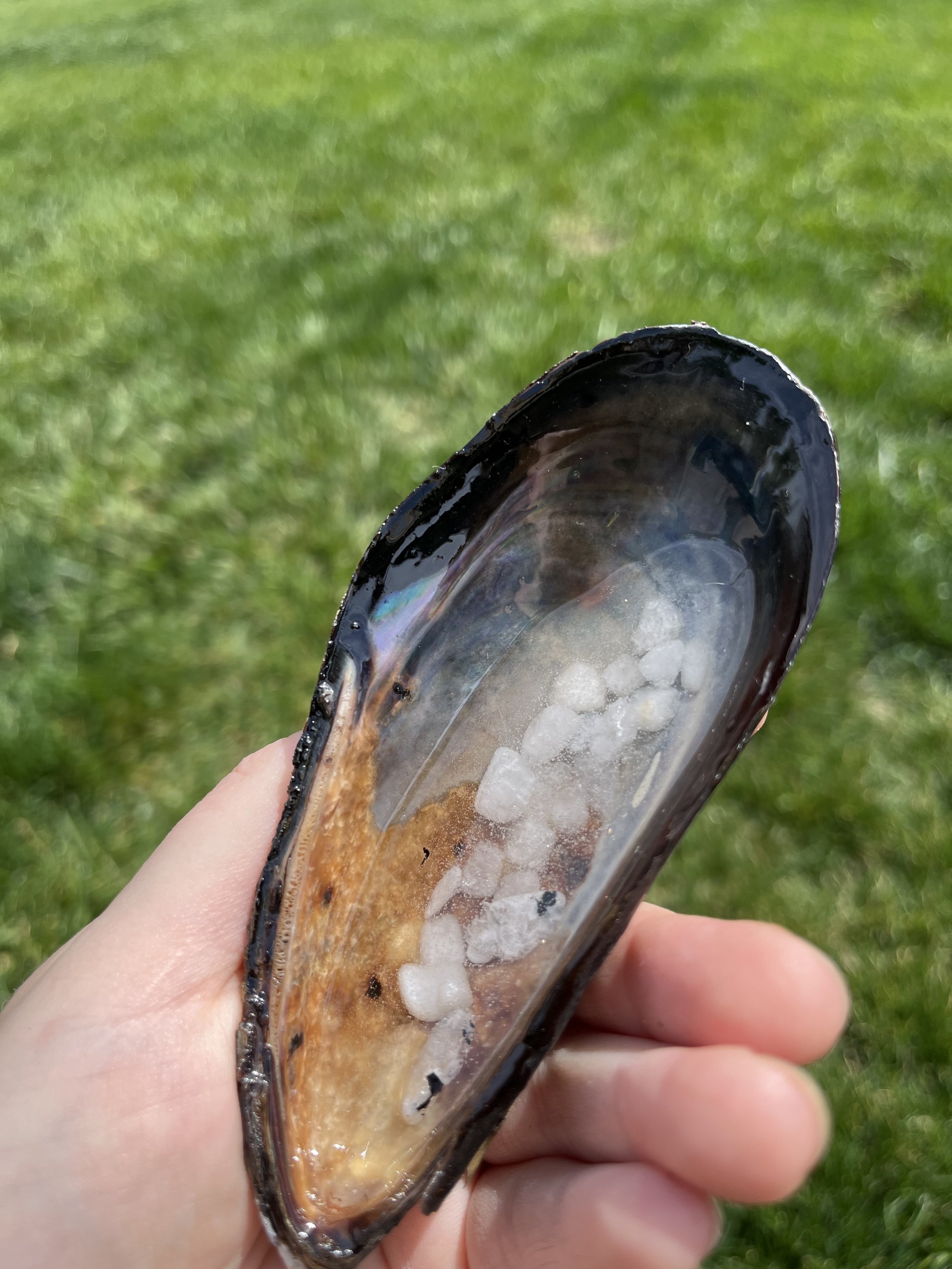 Sea Witch Crystal Shell Large — Moonstone