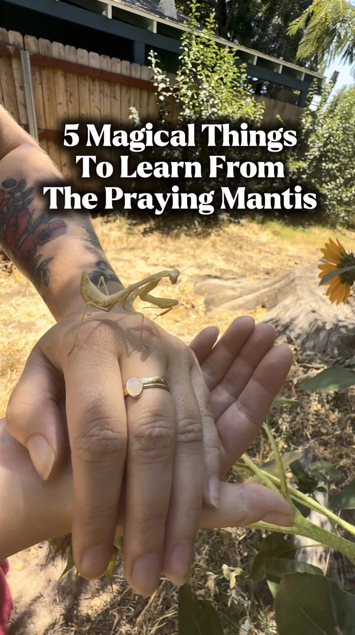 5 Magical Things To Learn From The Praying Mantis