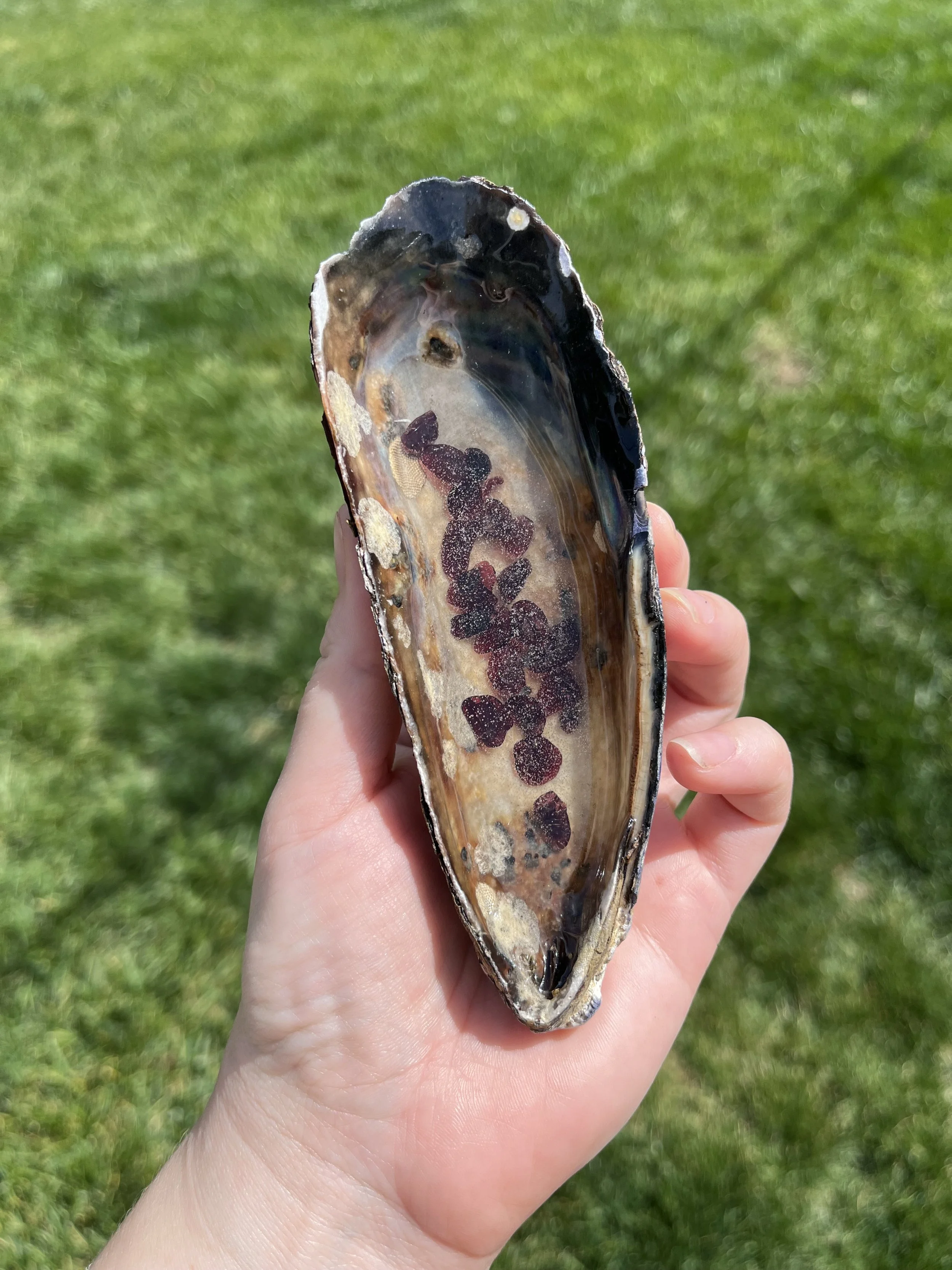 Sea Witch Crystal Shell Large — Garnet & Barnacle