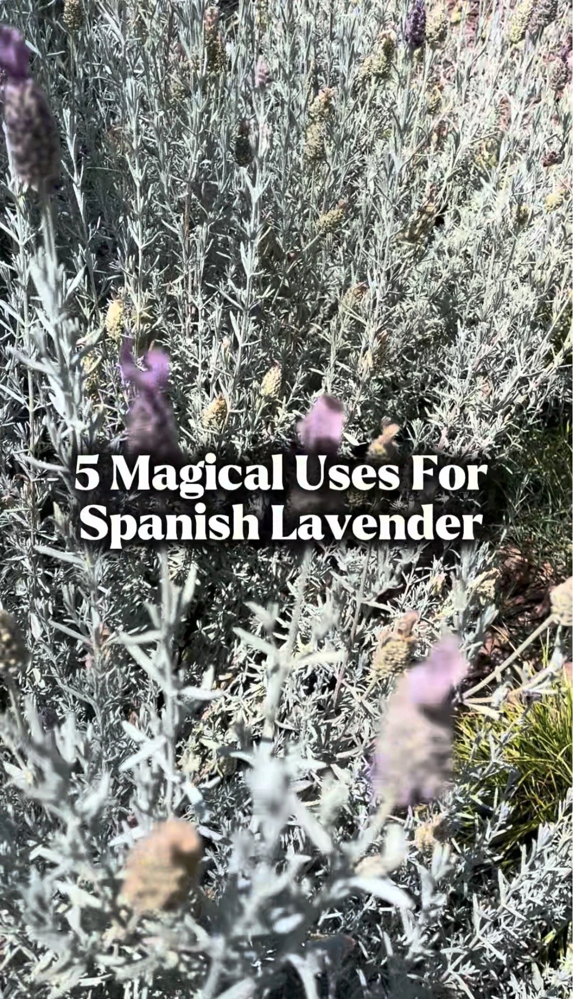 5 Magical Uses For Spanish Lavender