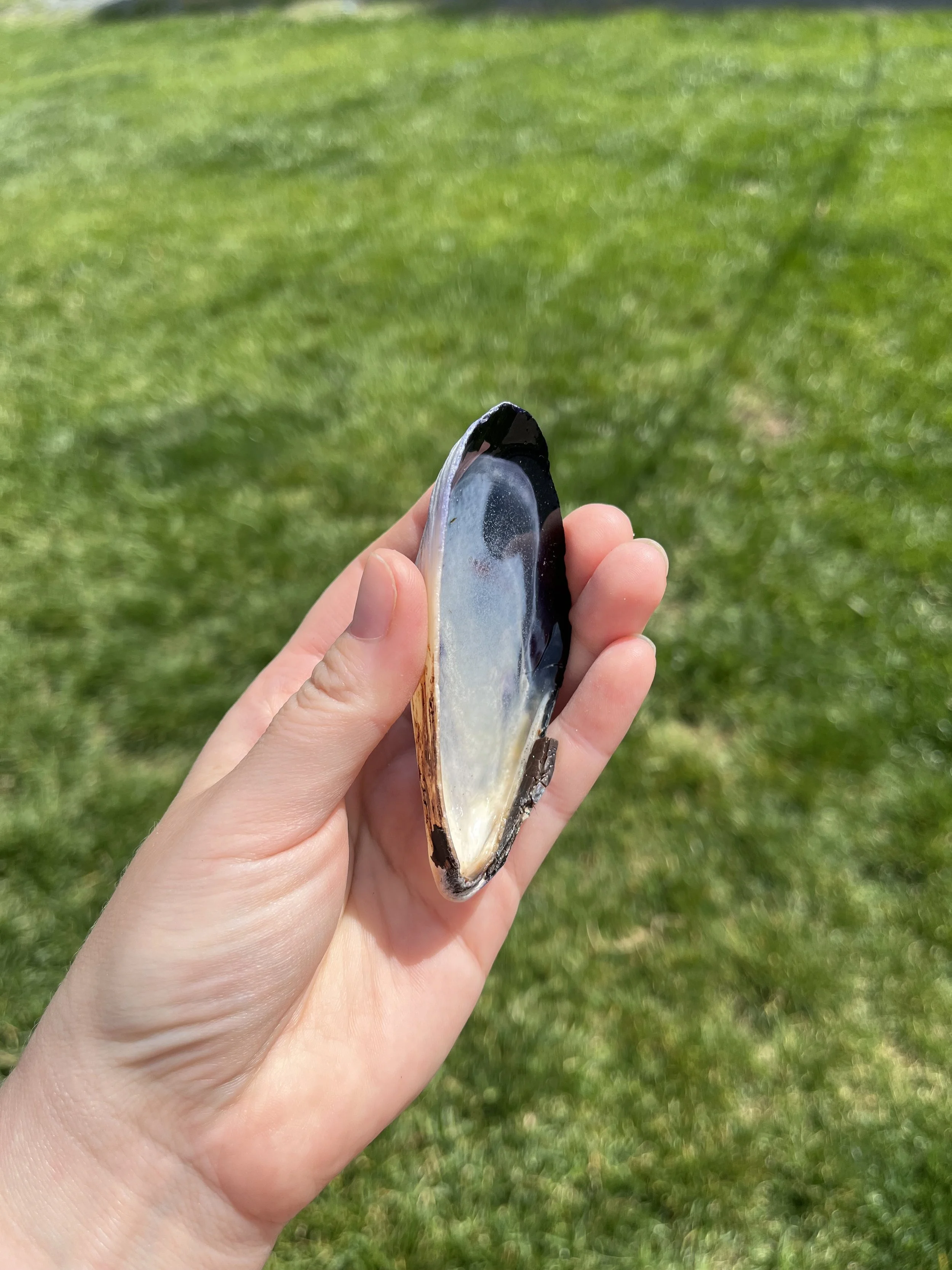 Resin Small Shell (4).jpeg