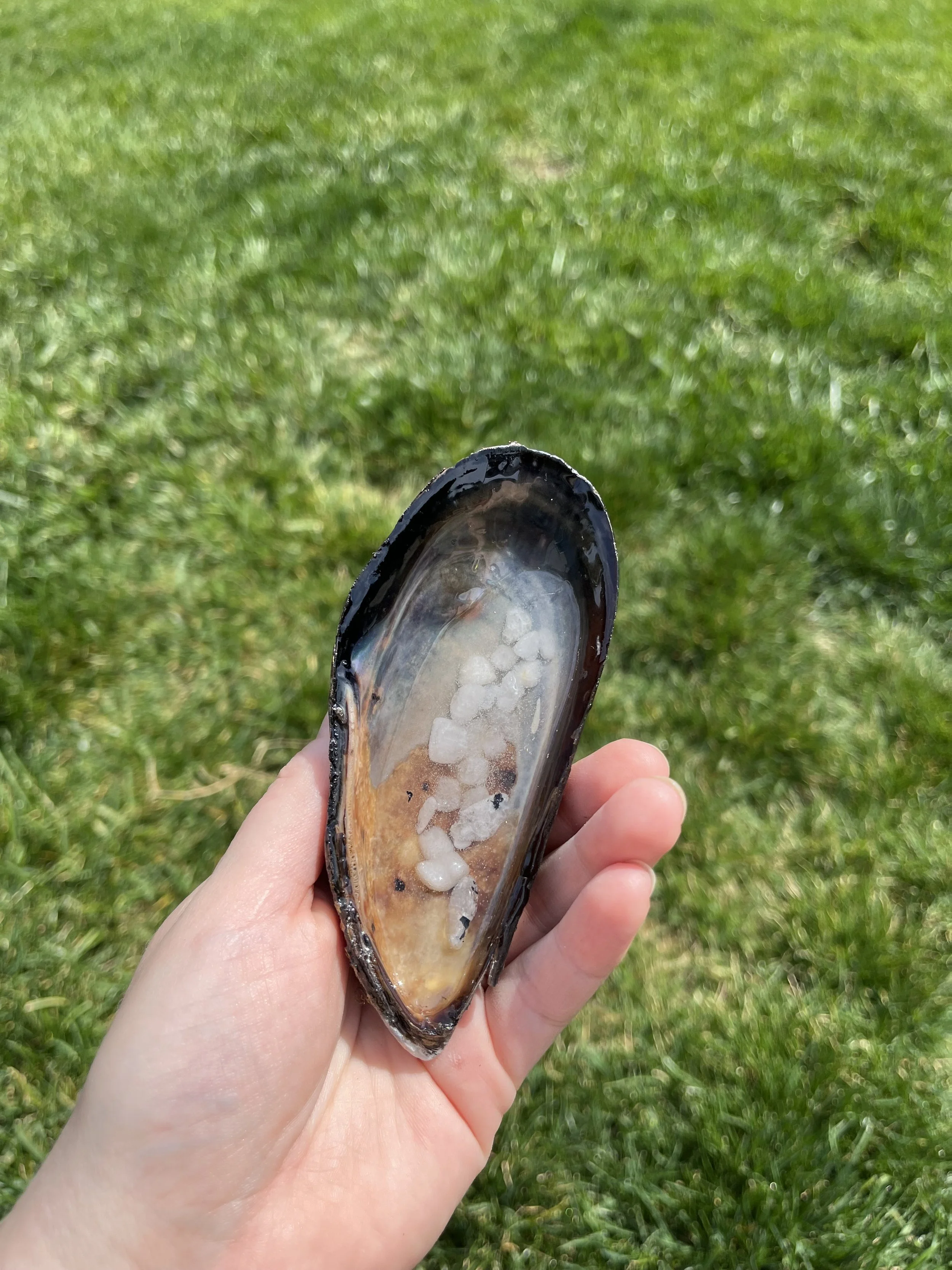 Moonstone Large Shell (1).jpeg