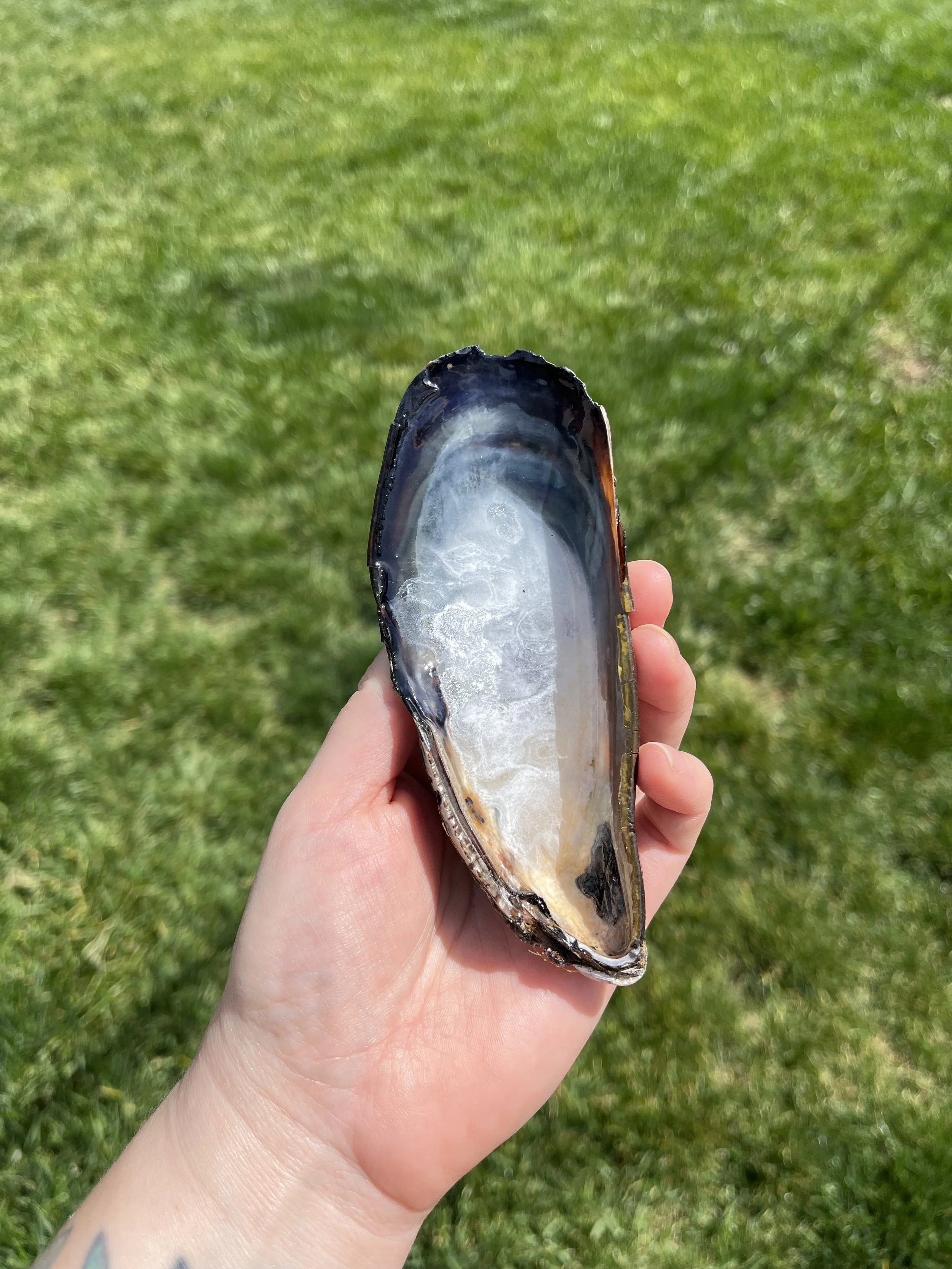 White Ink Large Shell (4).jpeg