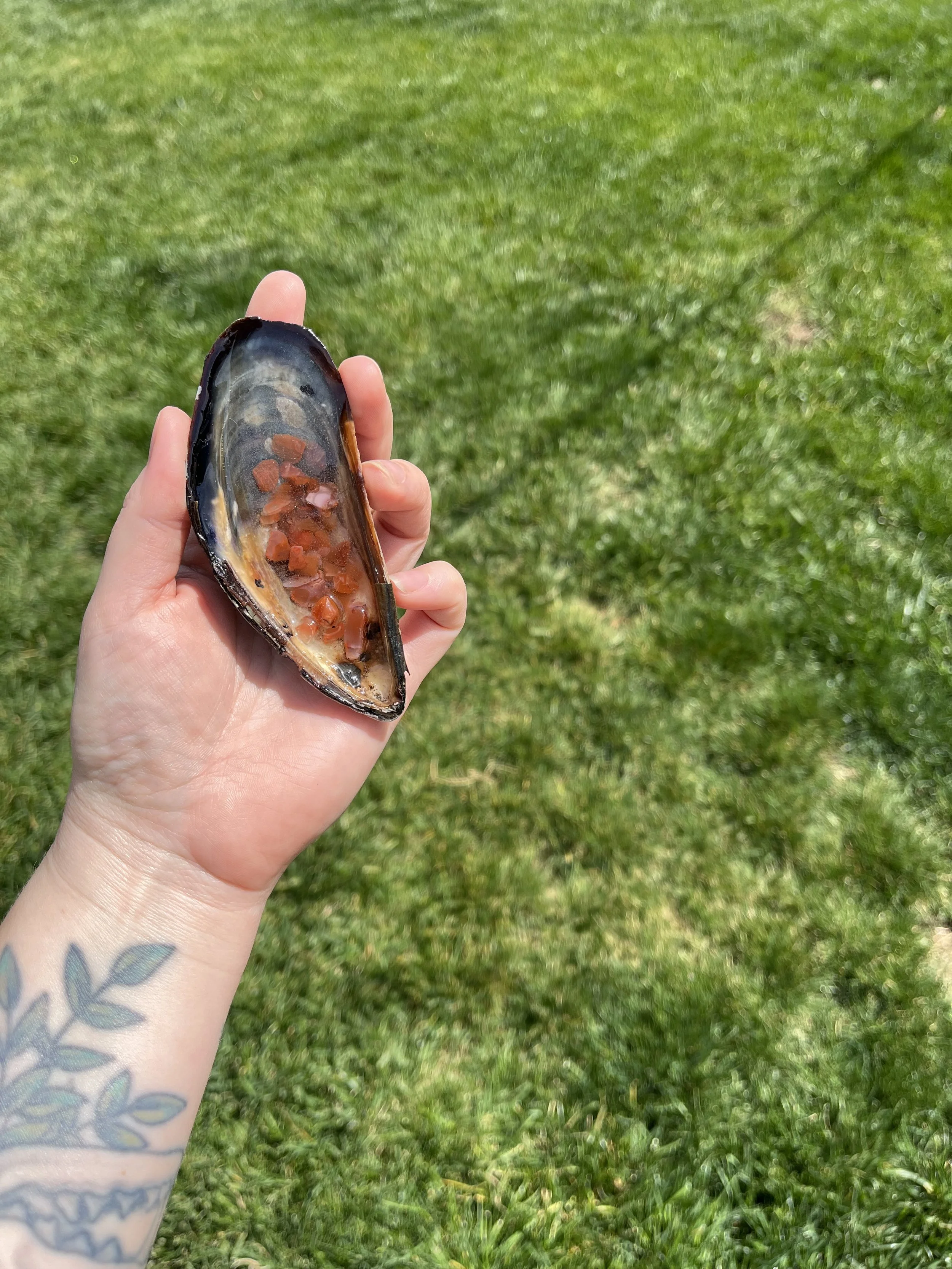 Carnelian Medium Shell (3).jpeg