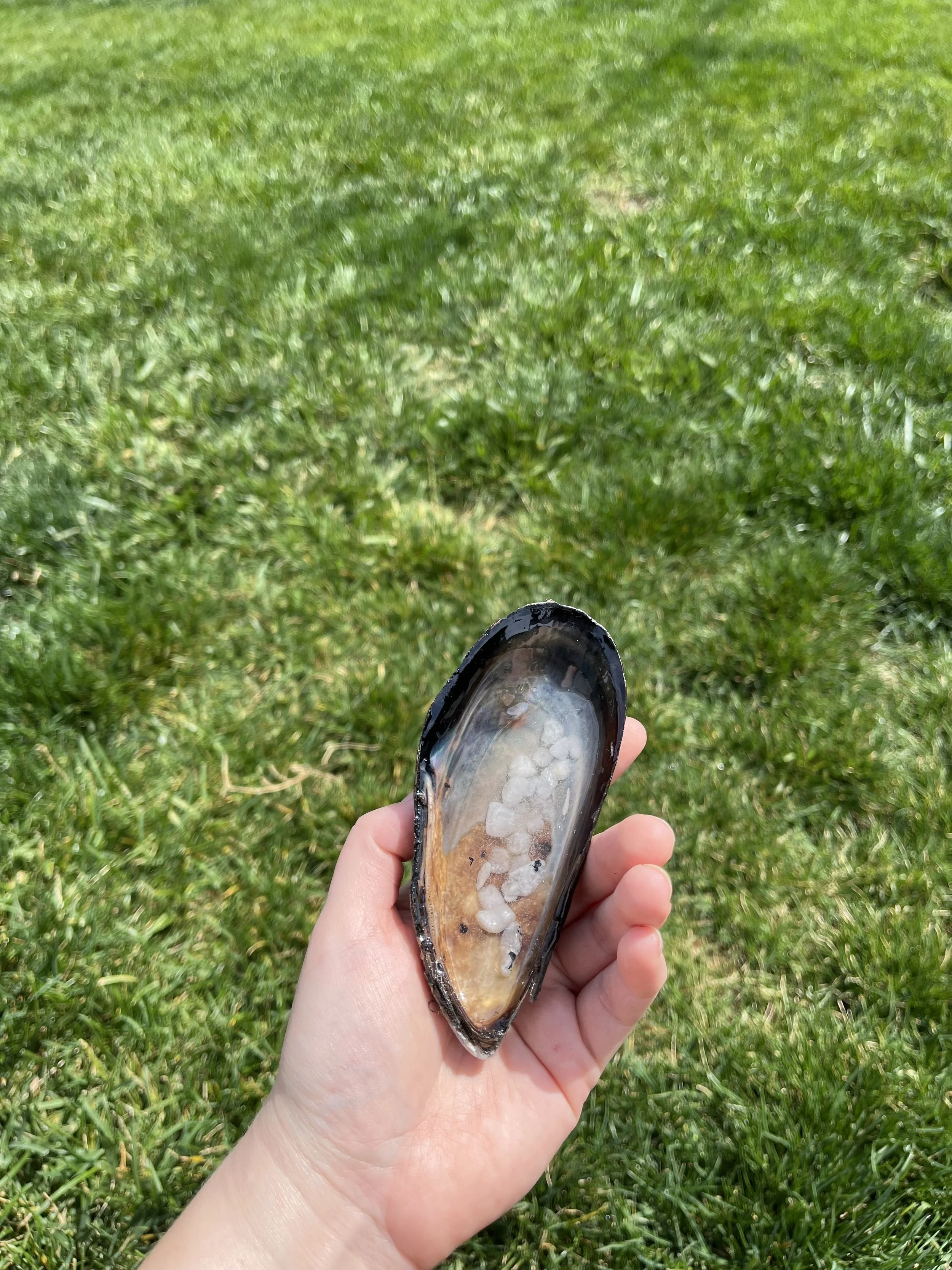 Moonstone Large Shell (5).jpeg