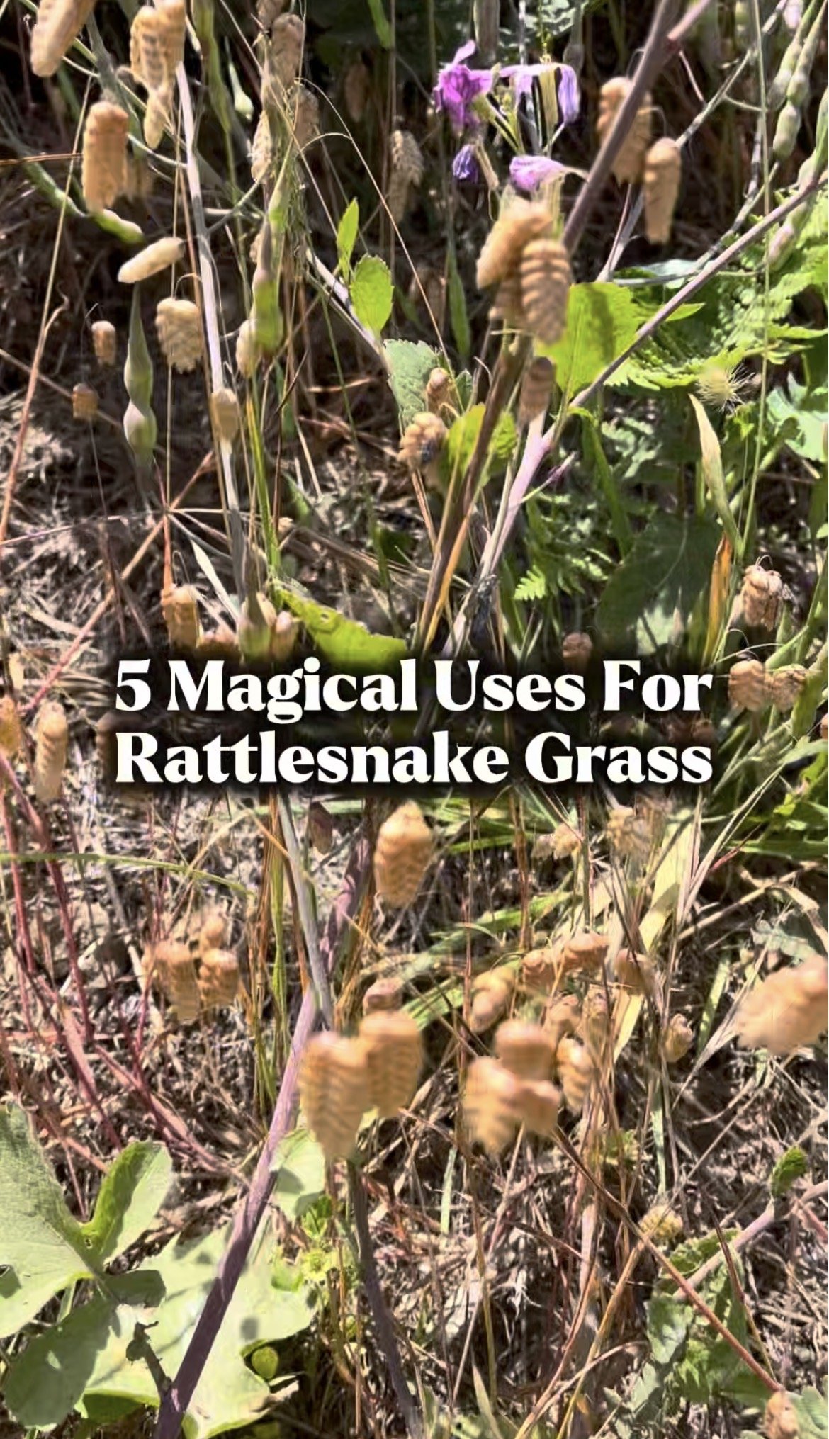 5 Magical Uses For Rattlesnake Grass