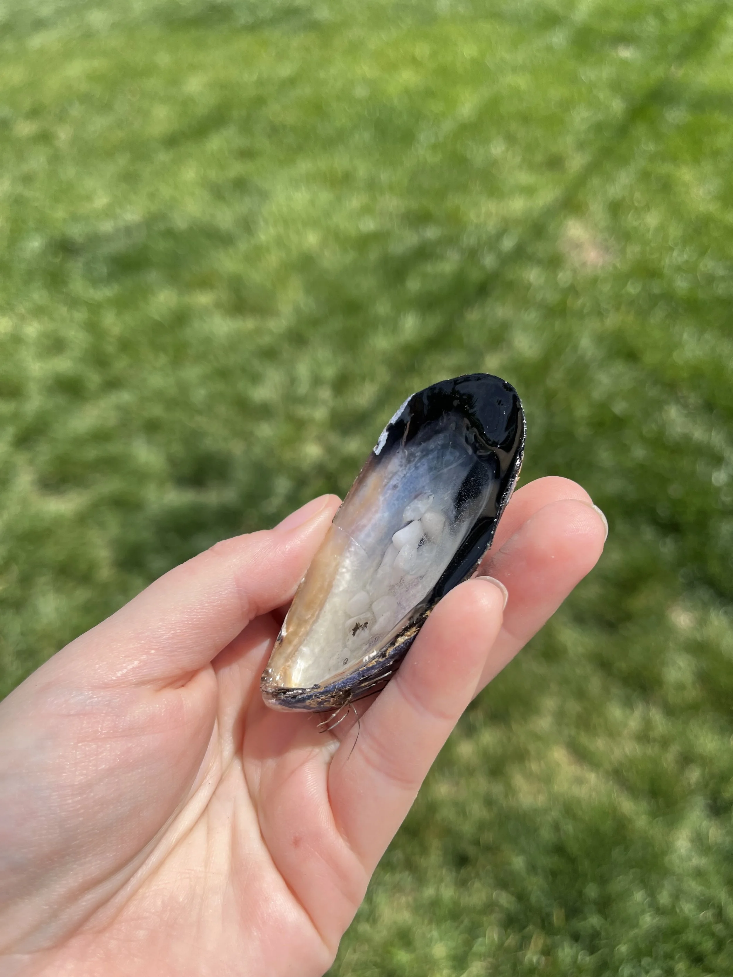 Moonstone Small Shell (1).jpeg