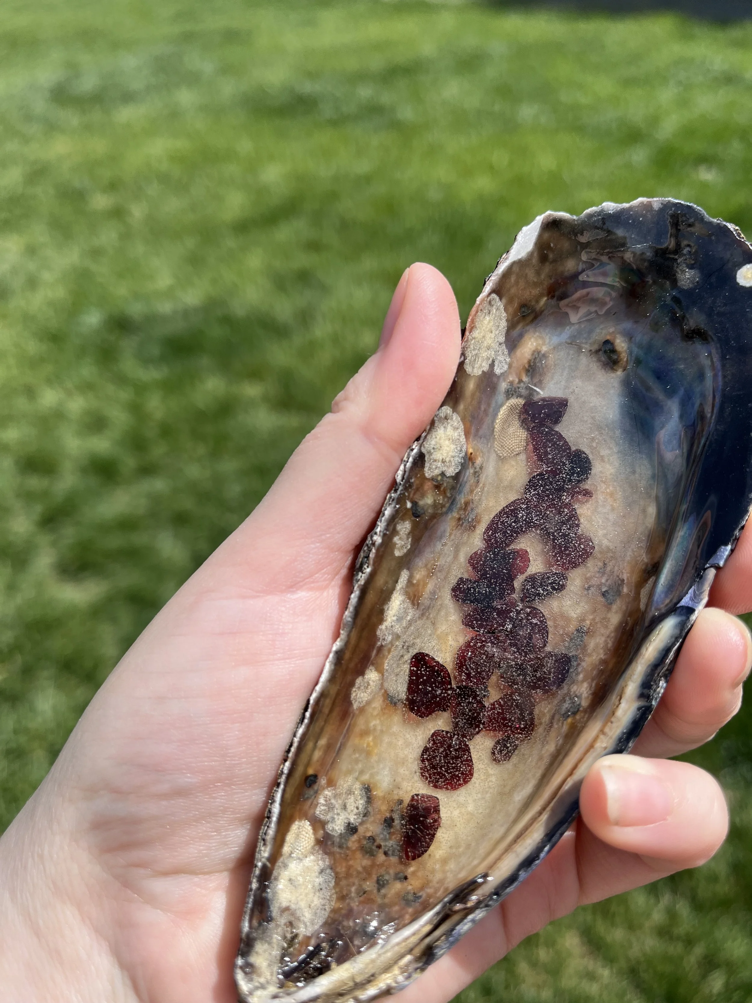 Garnet Large Shell (4).jpeg