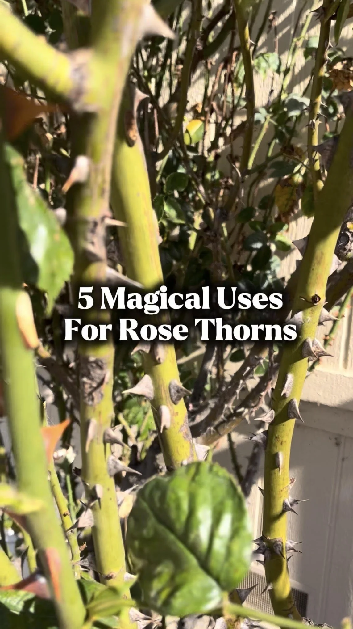 5 Magical Uses For Rose Thorns