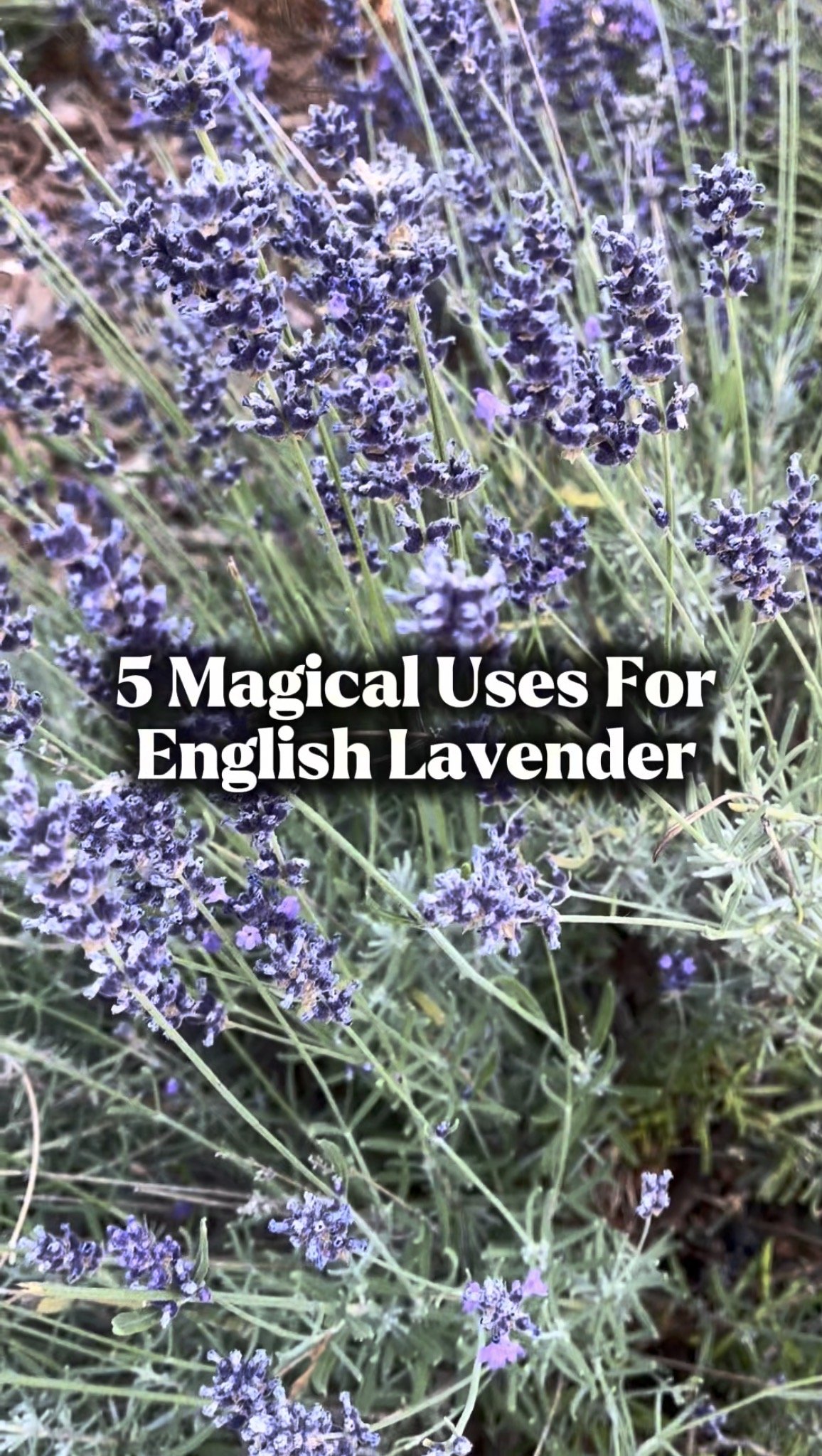 5 Magical Uses For English Lavender