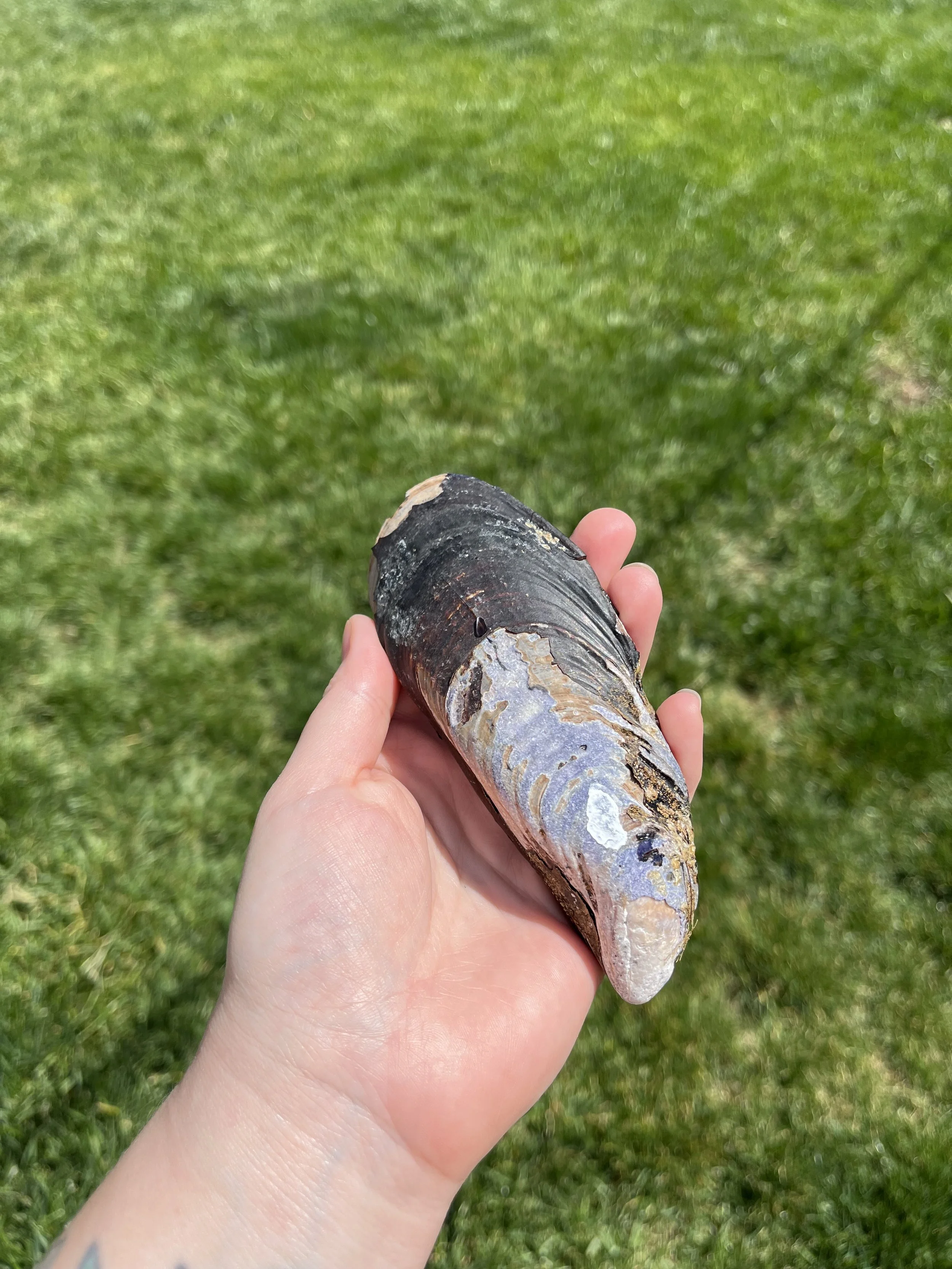 White Ink Large Shell (5).jpeg