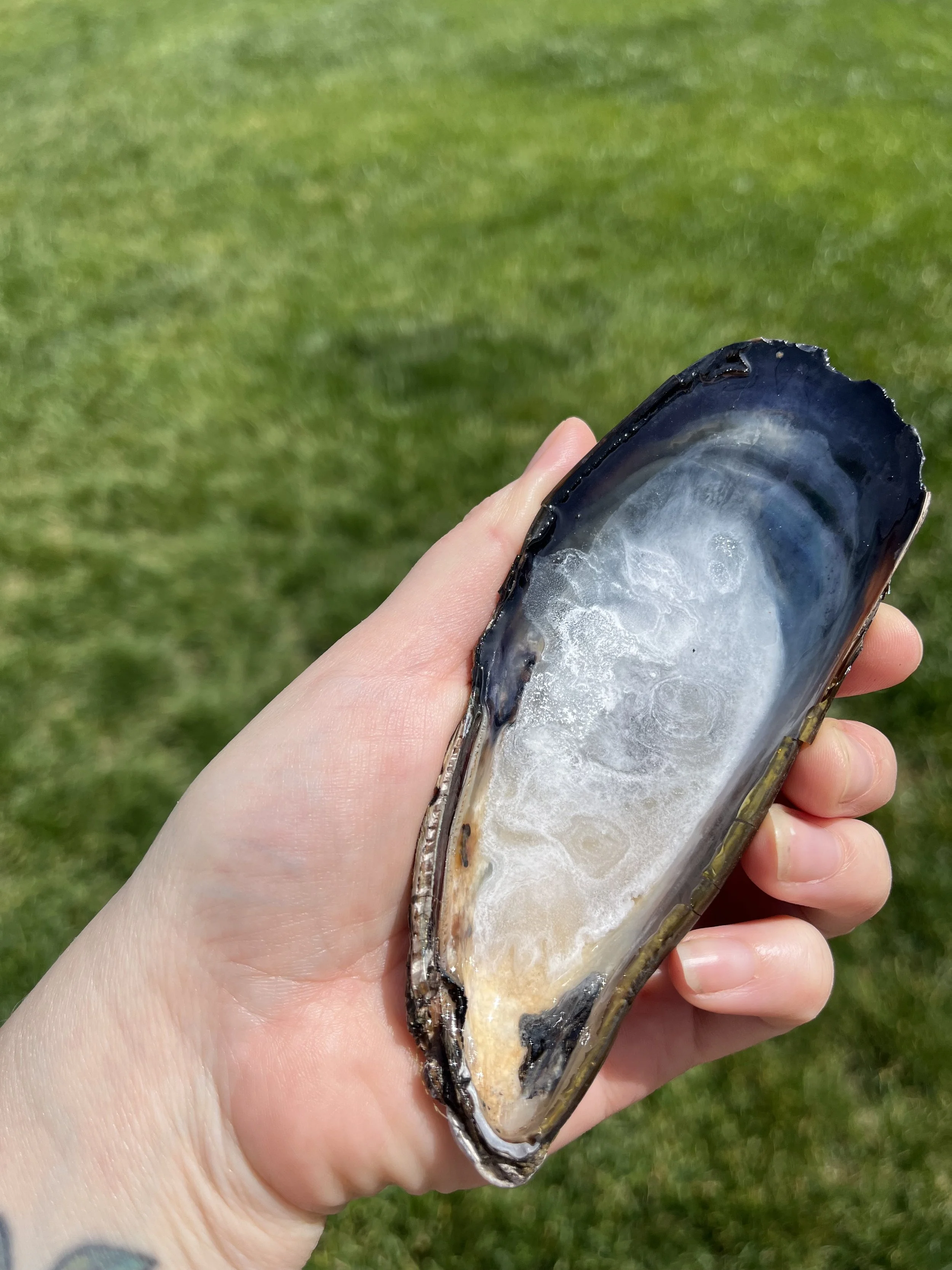 White Ink Large Shell (1).jpeg