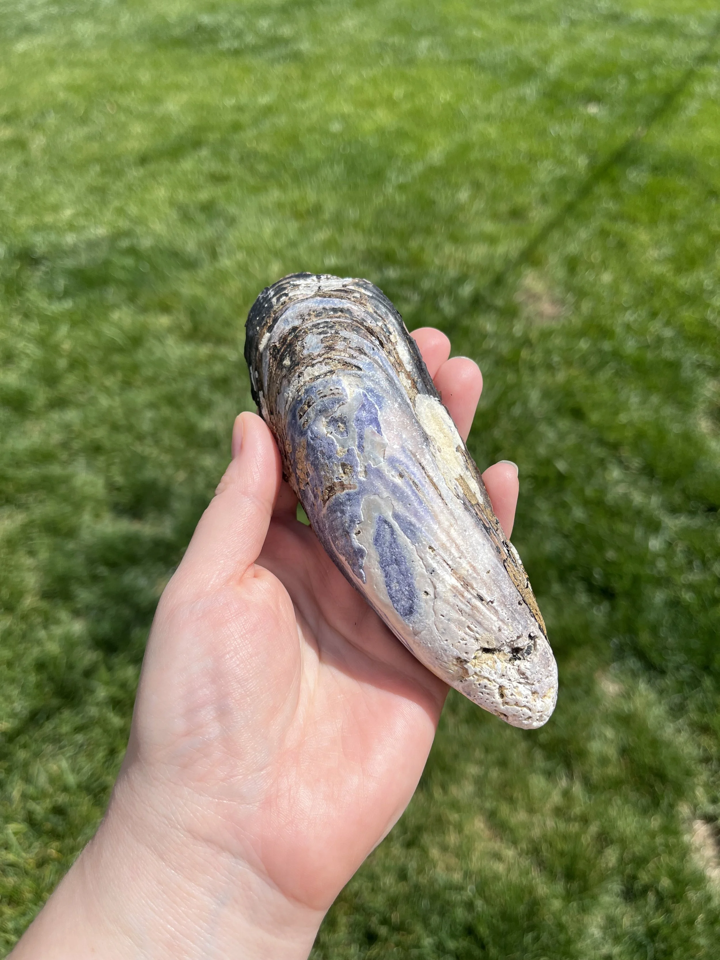 Garnet Large Shell (5).jpeg