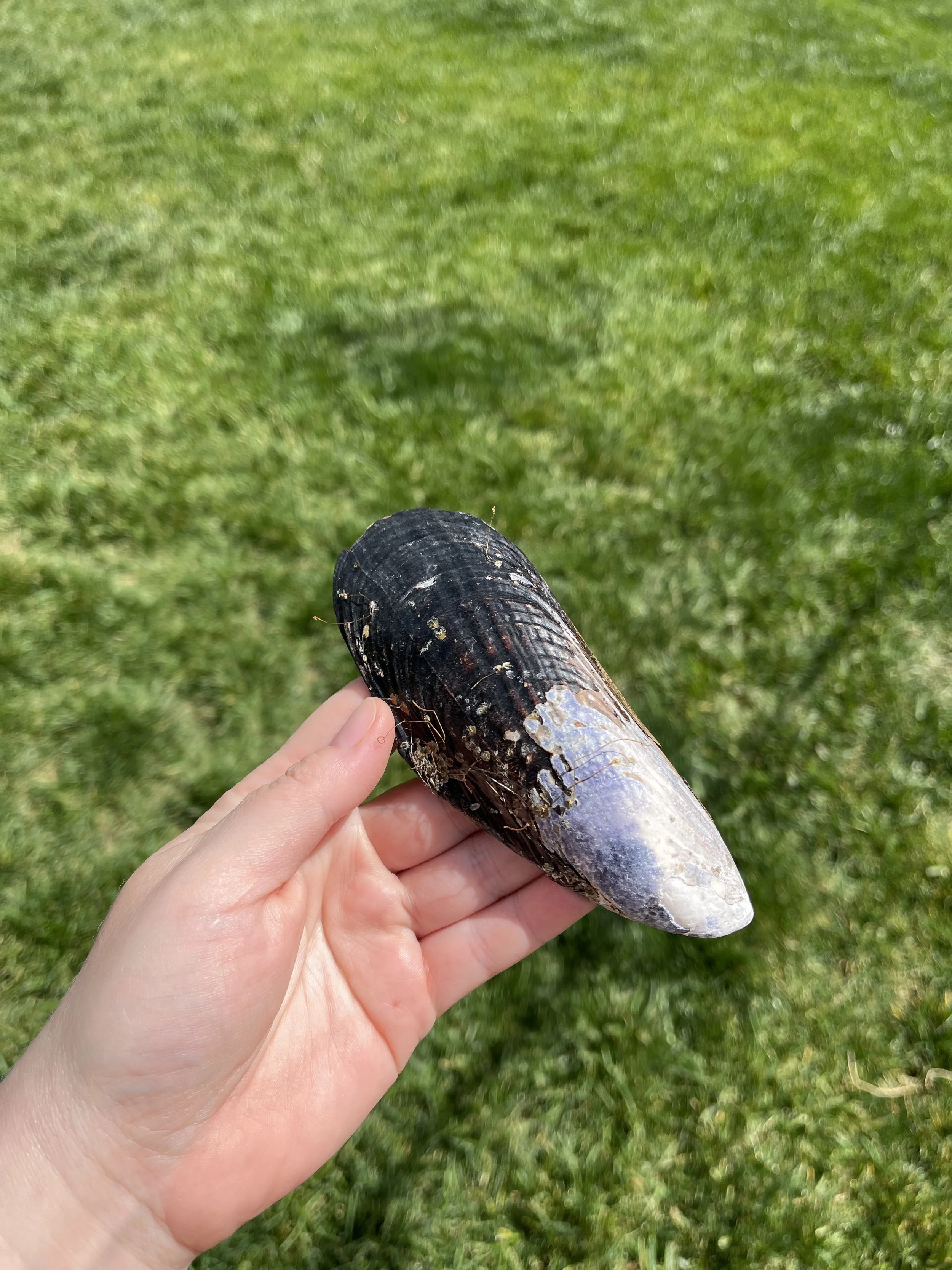 Blue Apatie Large Shell 2.jpeg