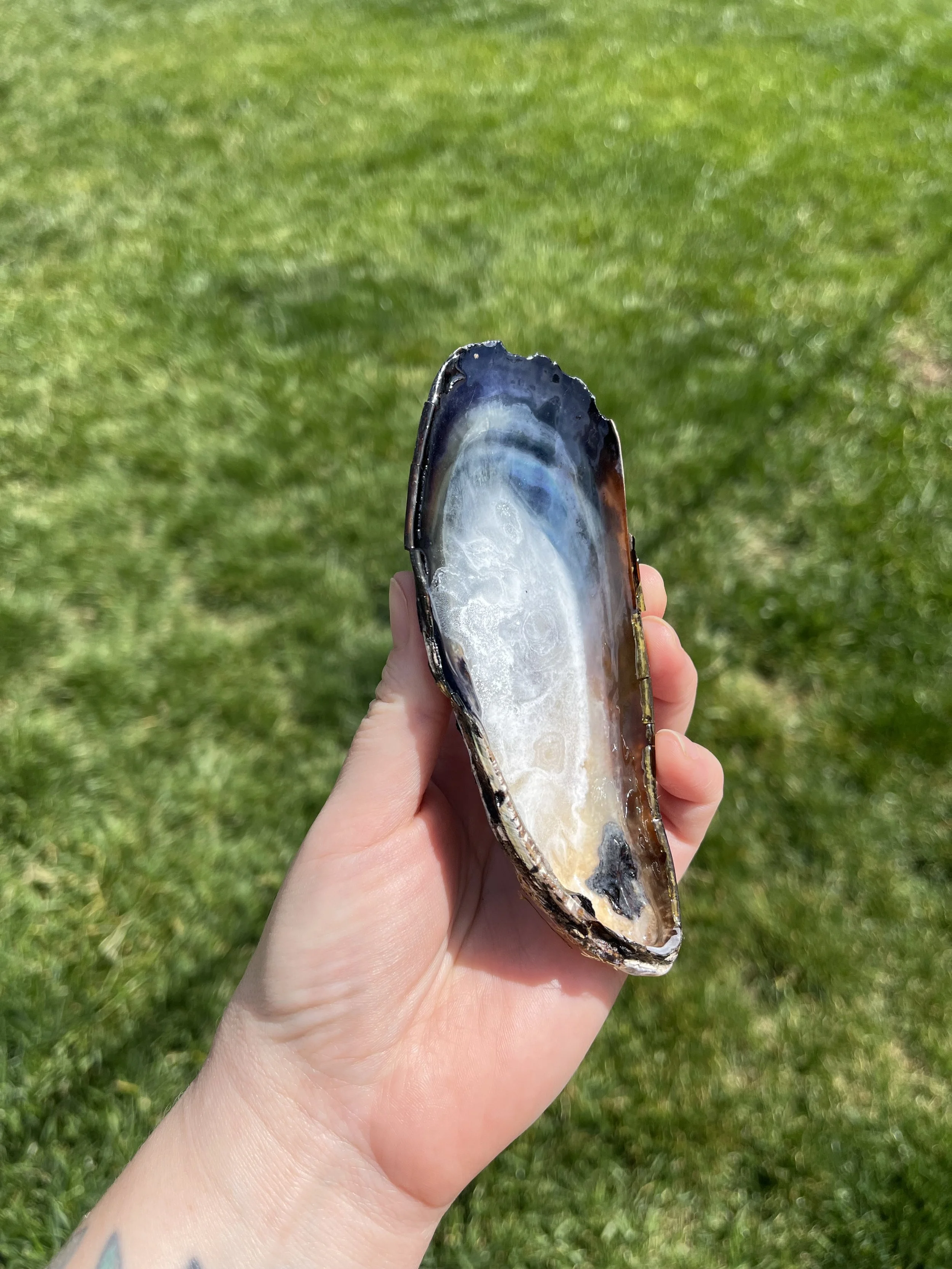 White Ink Large Shell (2).jpeg