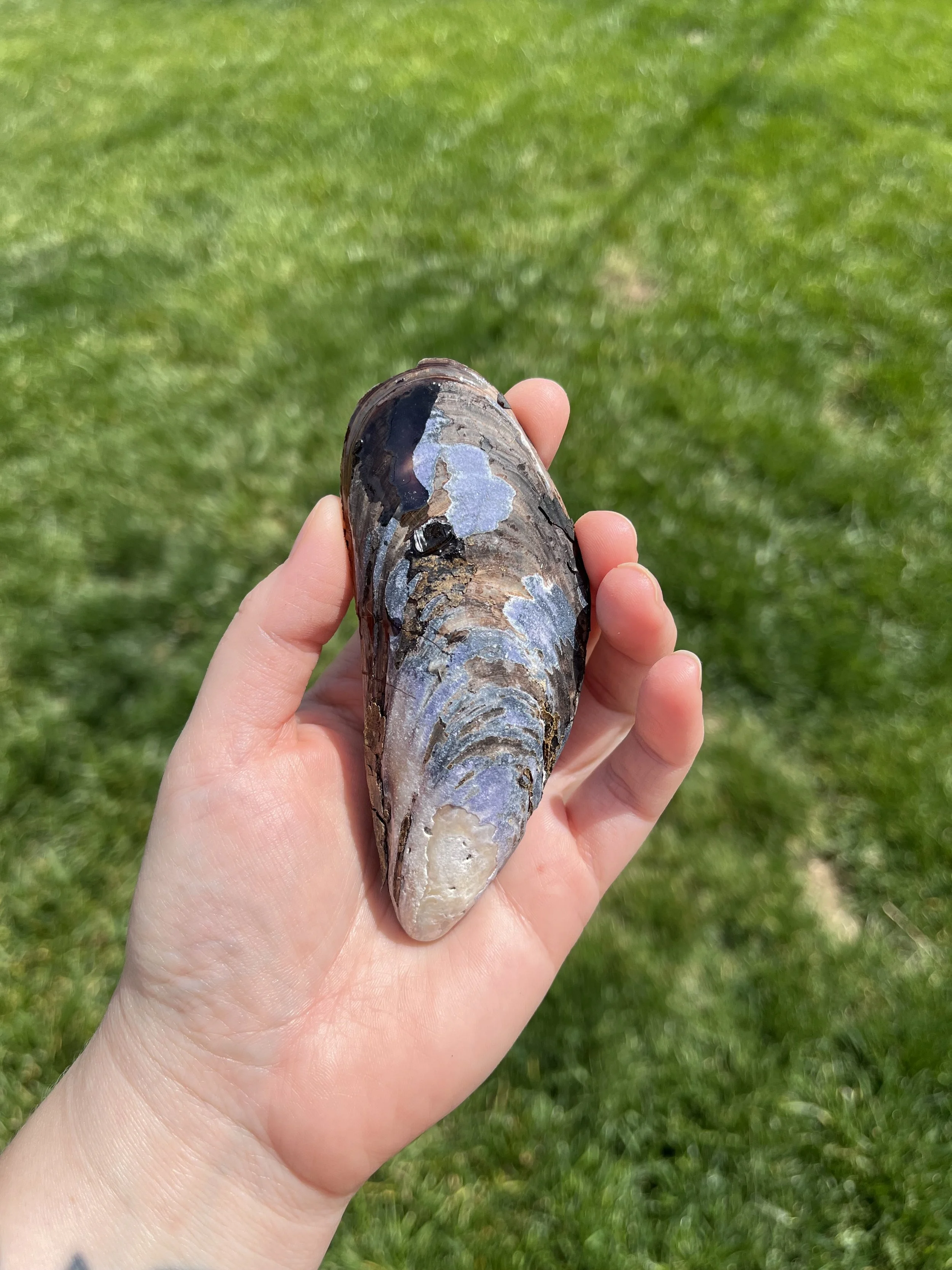 Carnelian Medium Shell (5).jpeg