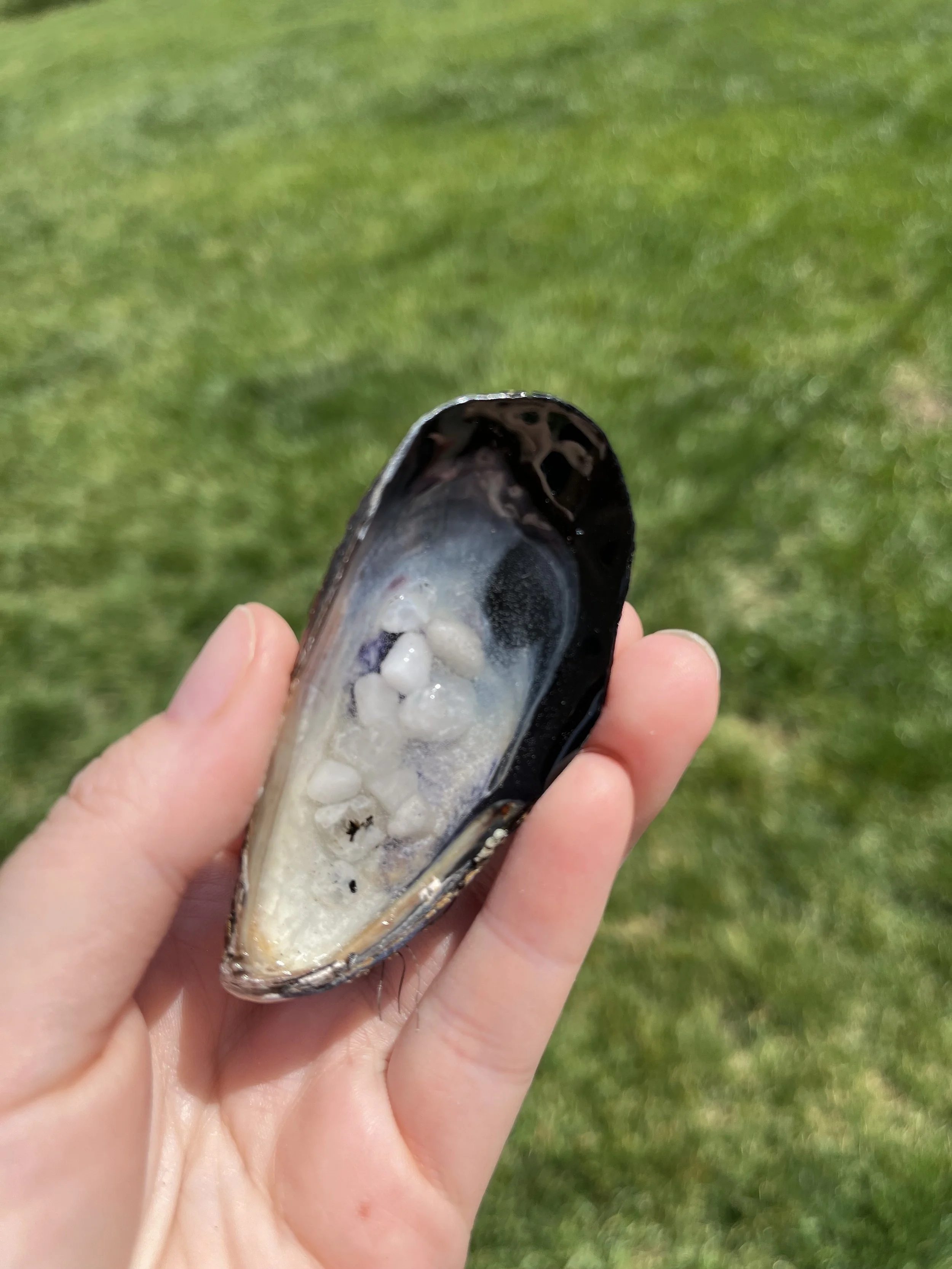 Sea Witch Crystal Shell — Moonstone