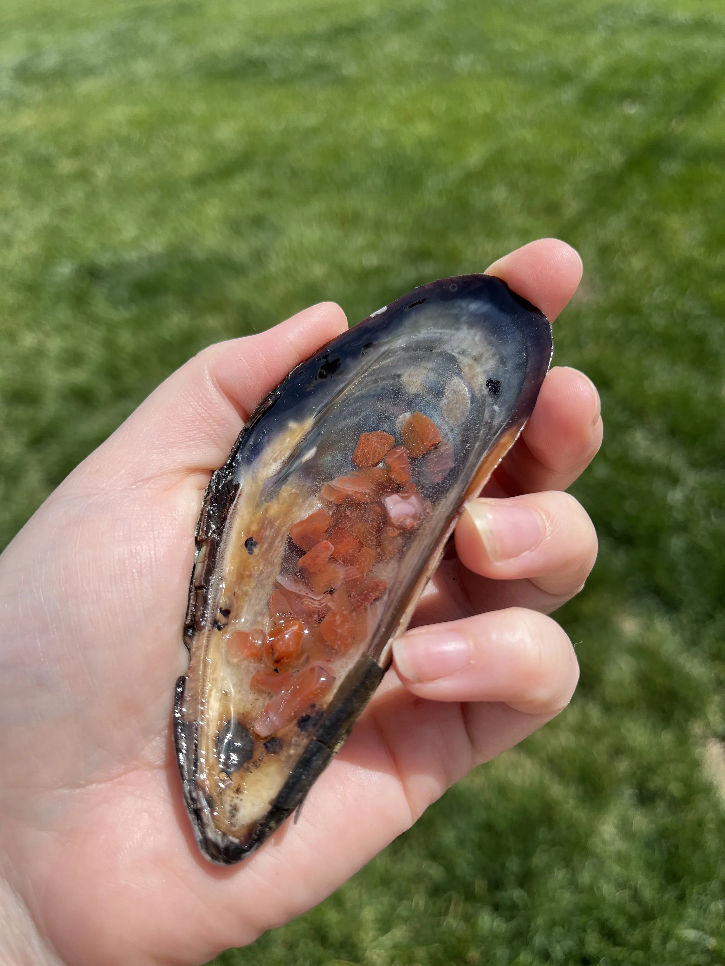 Carnelian Medium Shell (1).jpeg