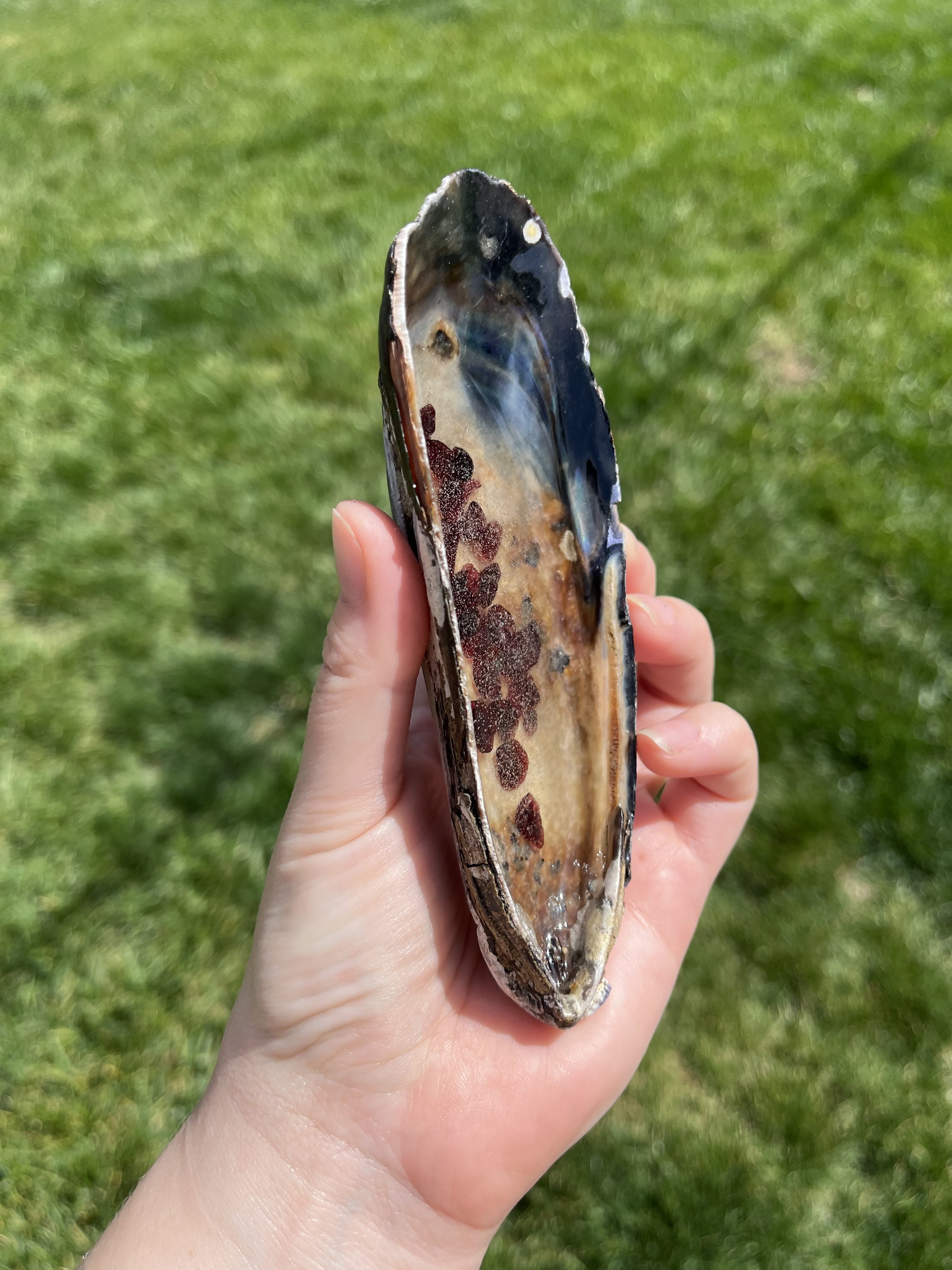 Garnet Large Shell (3).jpeg