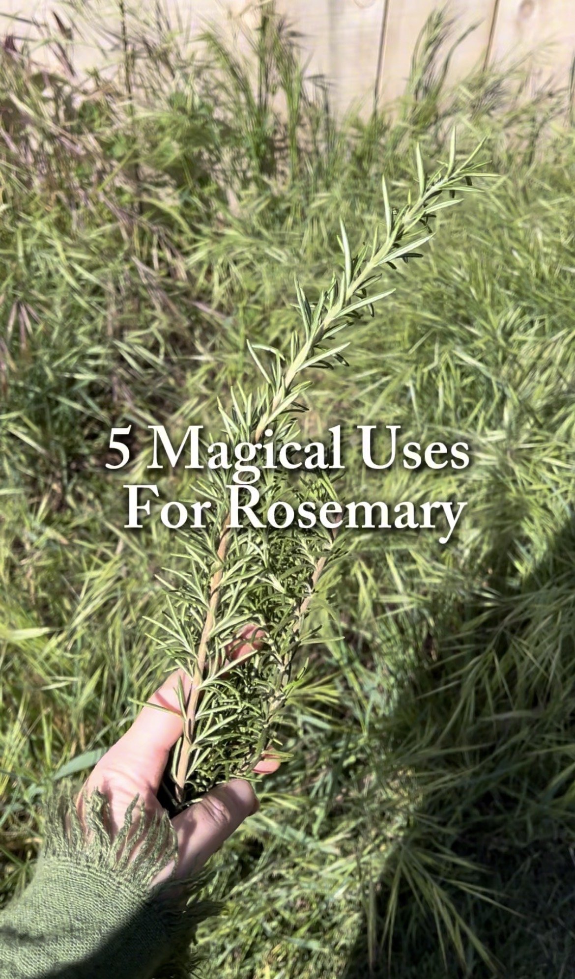 5 Magical Uses for Rosemary