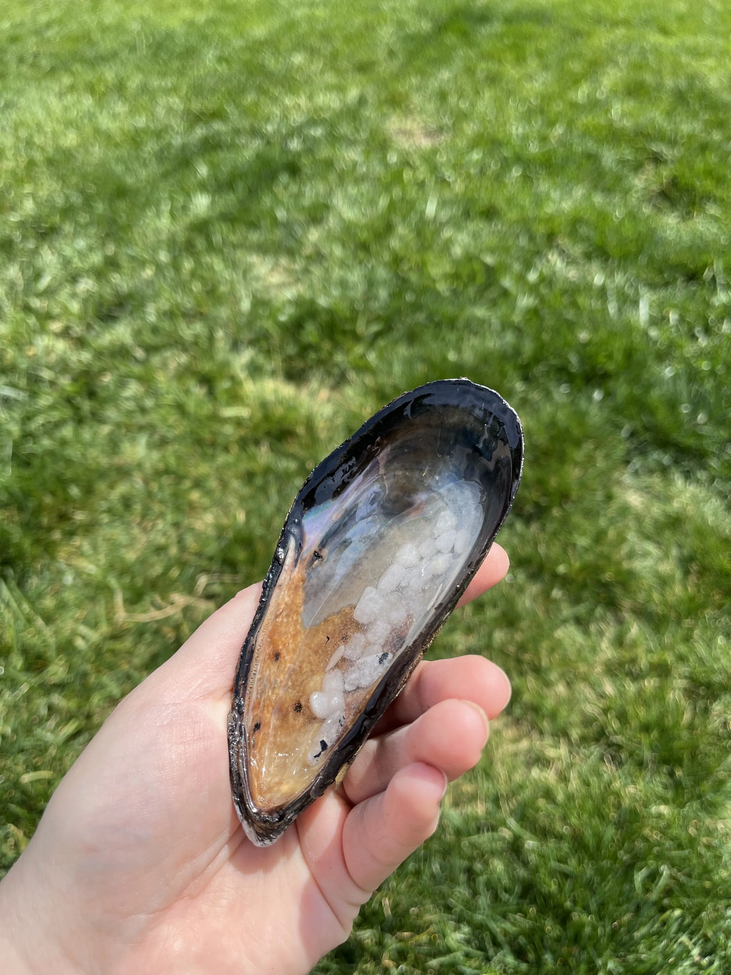 Sea Witch Crystal Shell Large — Moonstone — Spellbound Spices