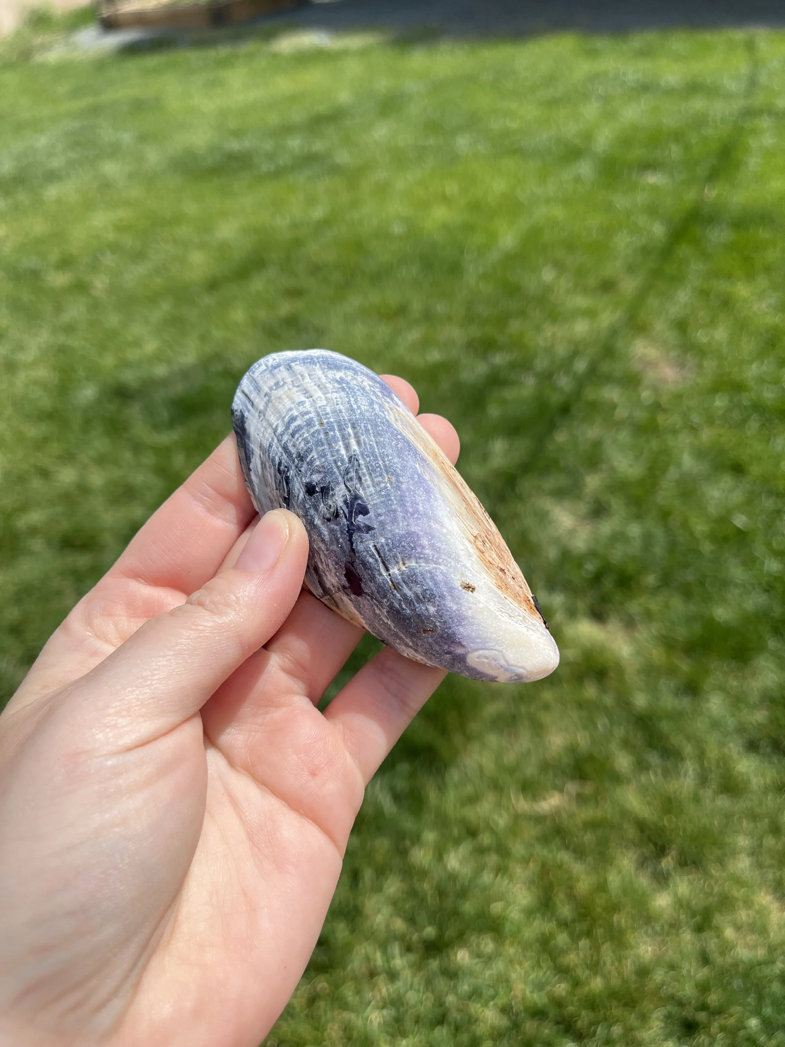 Resin Small Shell (2).jpeg