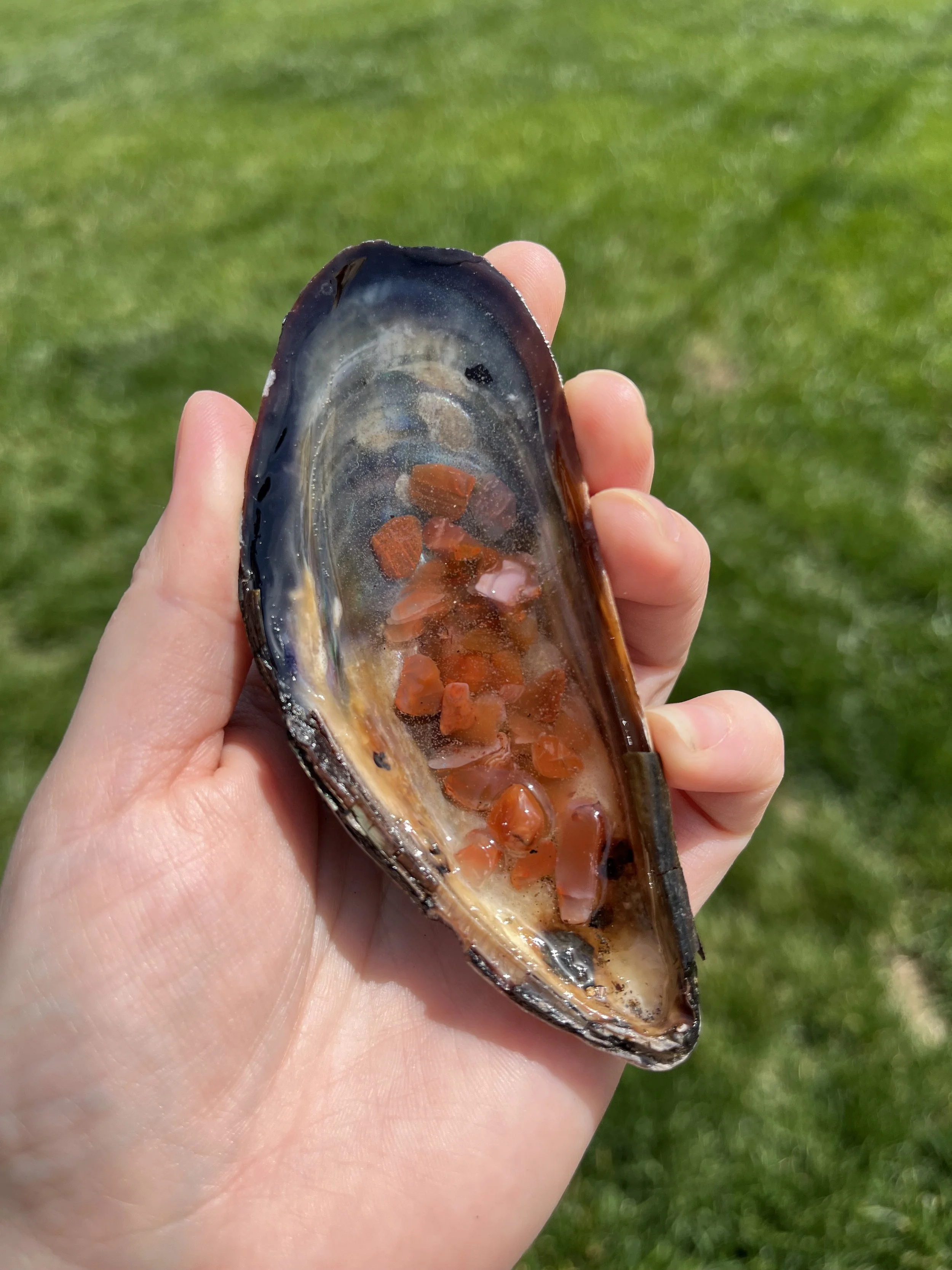 Sea Witch Crystal Shell — Carnelian