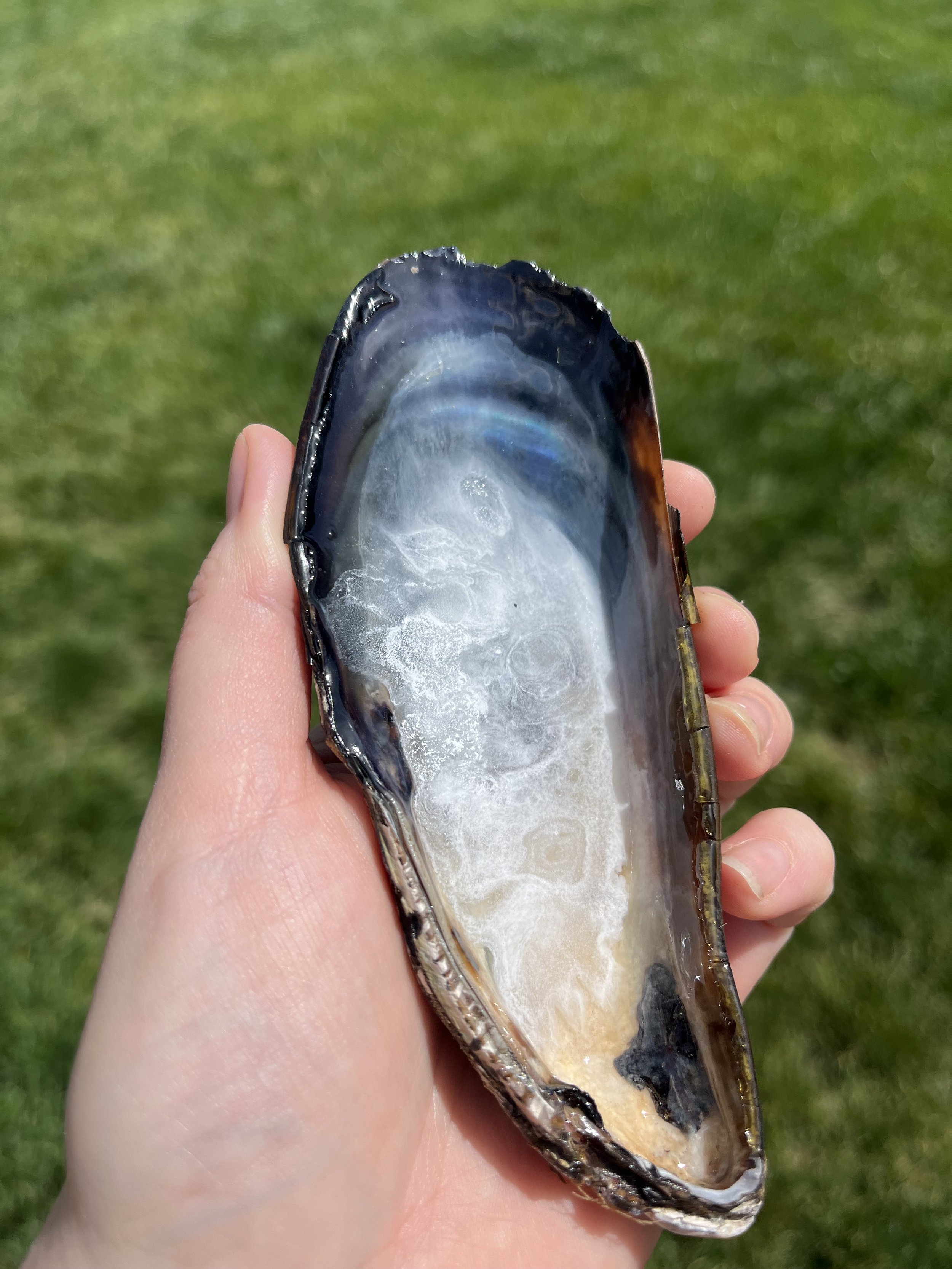 White Ink Large Shell (3).jpeg