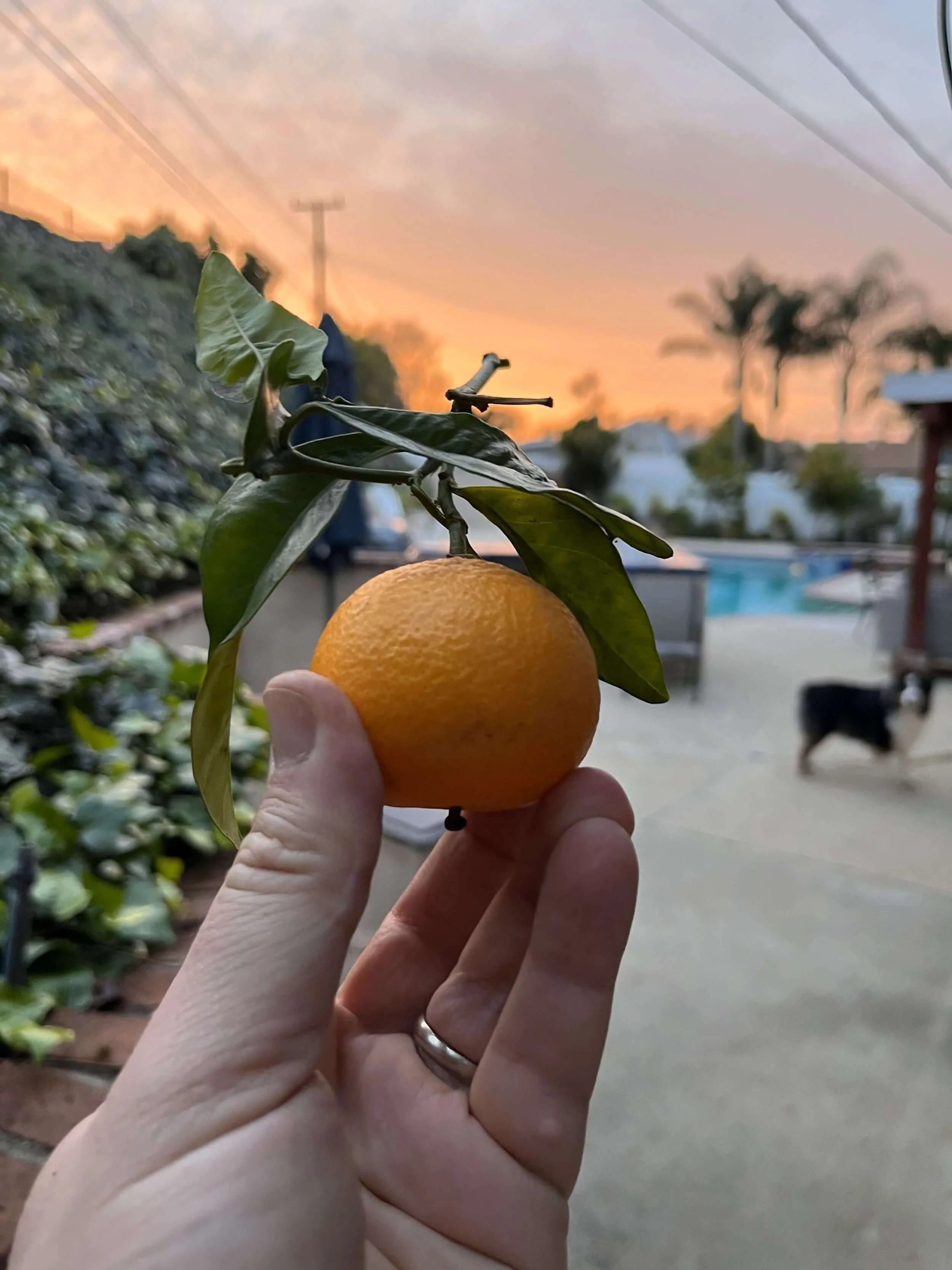 Person holding a ripe orange with green leaves attached, against a sunset sky in a backyard with a pool and a dog in the background.
