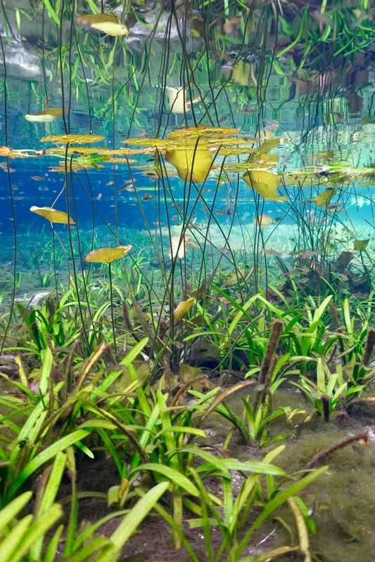 Underwater scene of aquatic plants and yellow fish swimming in a clear freshwater environment.
