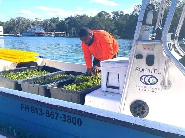 Man on a boat handling aquatic plants or seaweed in containers near a body of water.