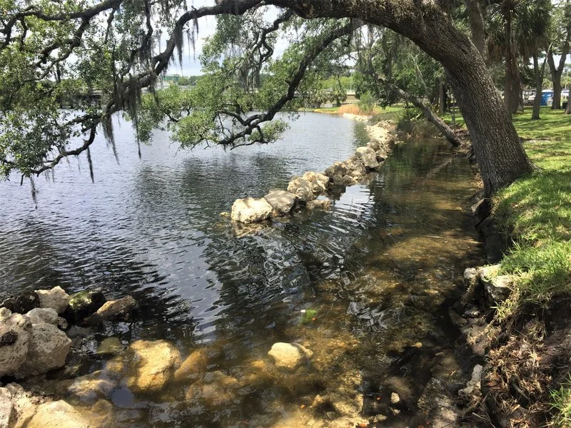 A pond lined with rocks, with a large leaning tree overhanging the water, surrounded by green grass and trees.