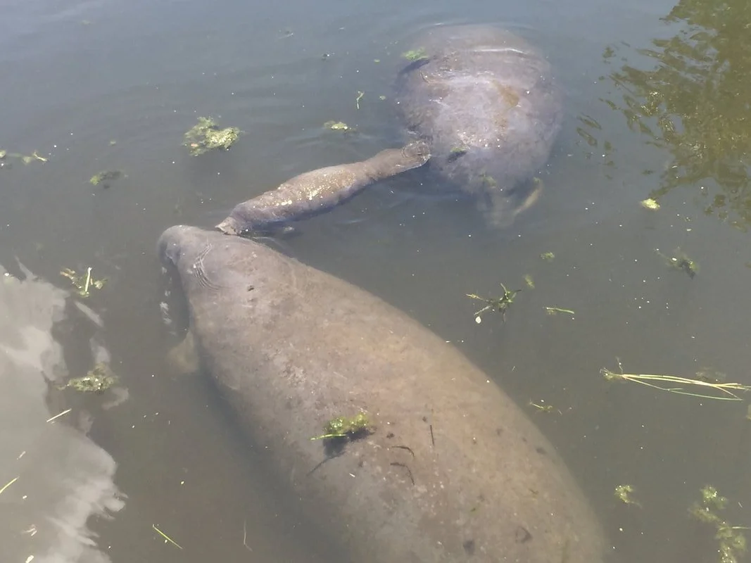 Manatees