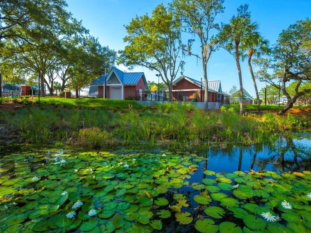 A pond at Ulele with green lily pads and white flowers in the foreground, with trees and small buildings with blue metal roofs on a grassy hill in the background, under a clear blue sky.