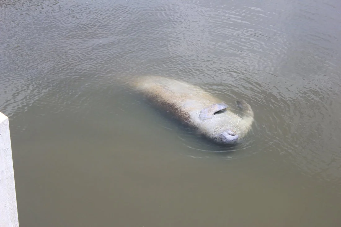 Manatee