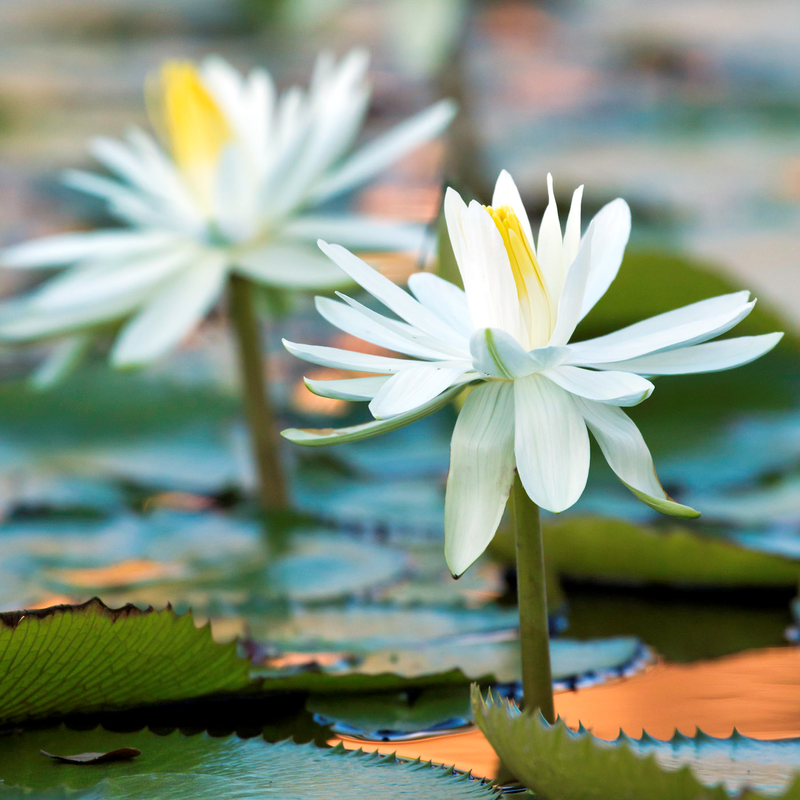 Water lily blooming